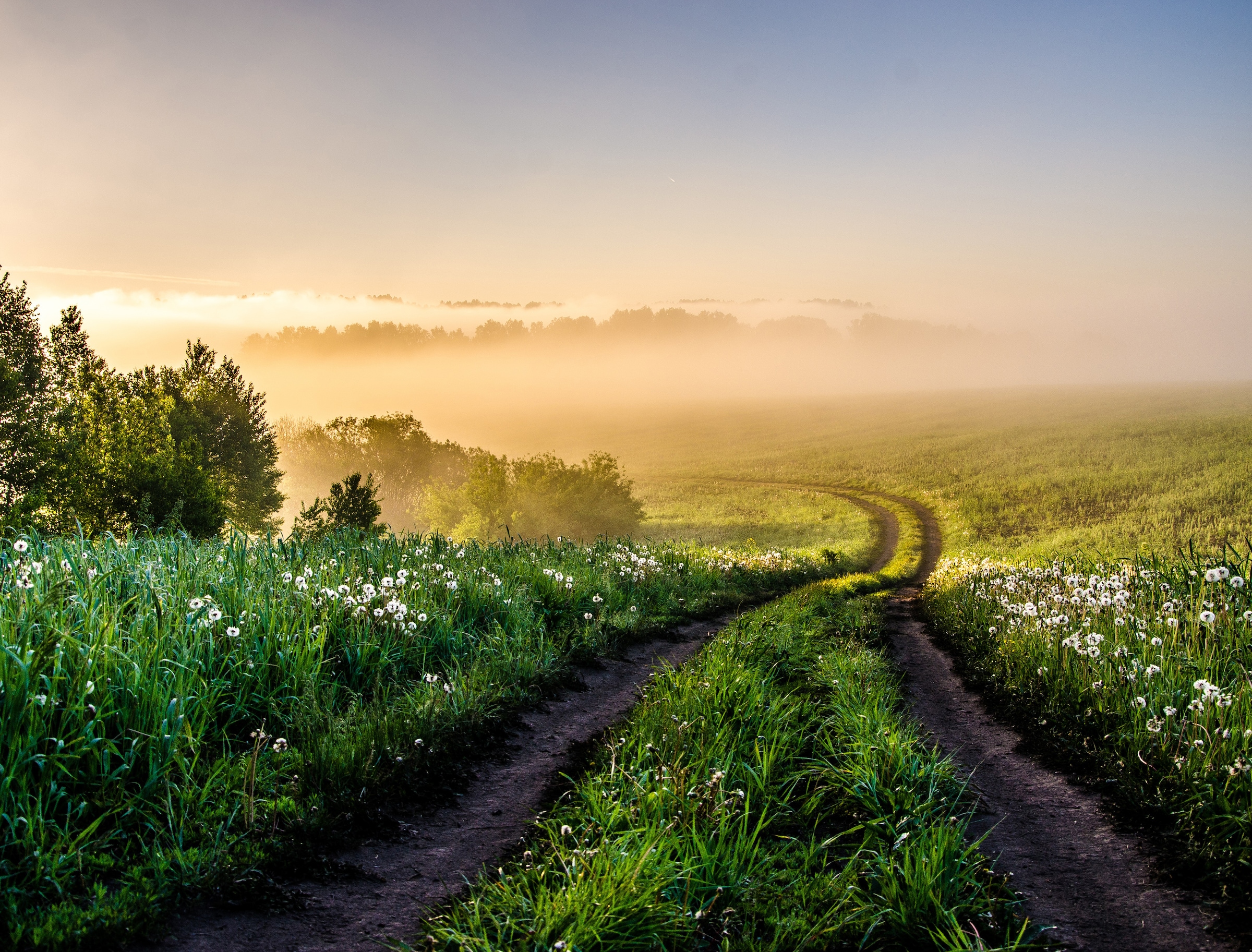 Image of Papermoon Fototapete "Foggy Forest Path" glatt