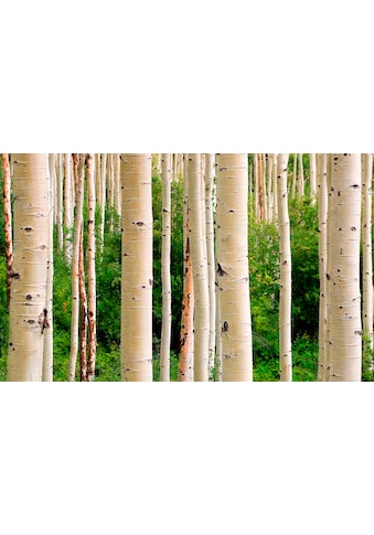 Fototapete »Aspen Woods in Summer«