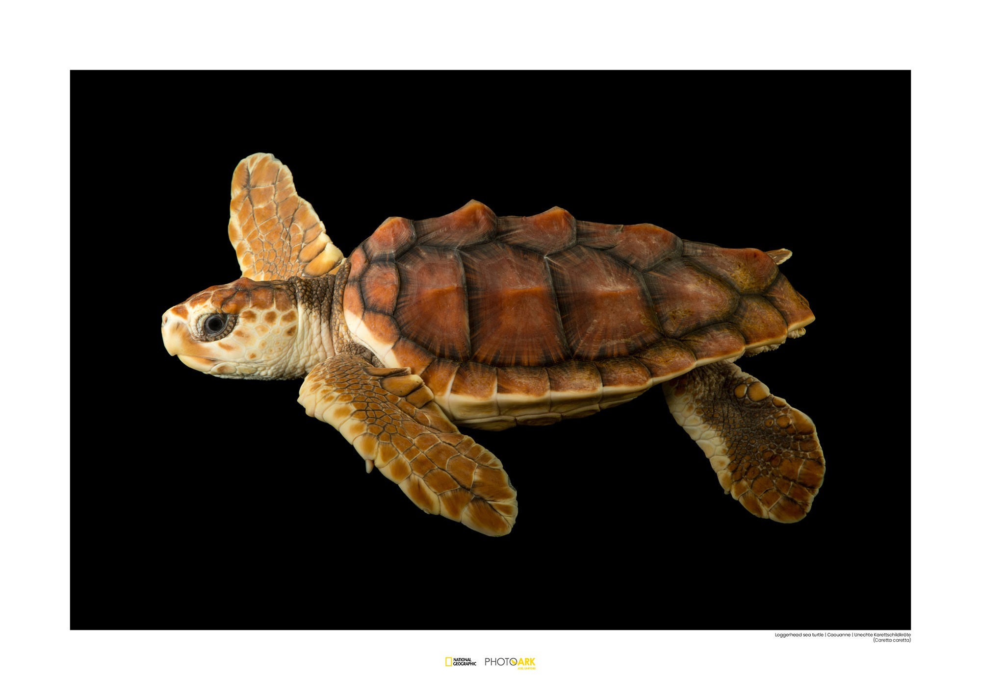 Image of Komar Poster »Loggerhead Sea Turtle«, Tiere, Höhe: 30cm bei Ackermann Versand Schweiz