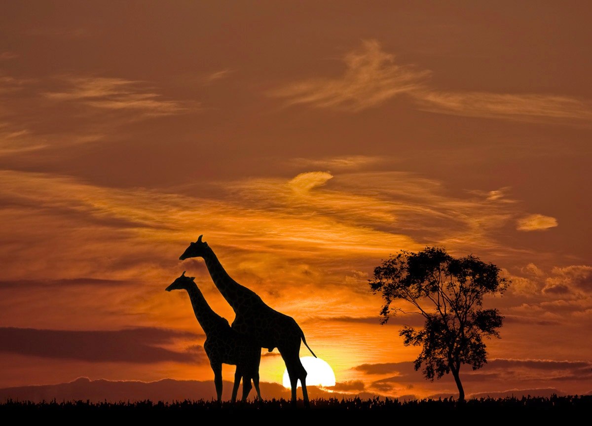Image of Papermoon Fototapete "Giraffen vor Sonnenuntergang"