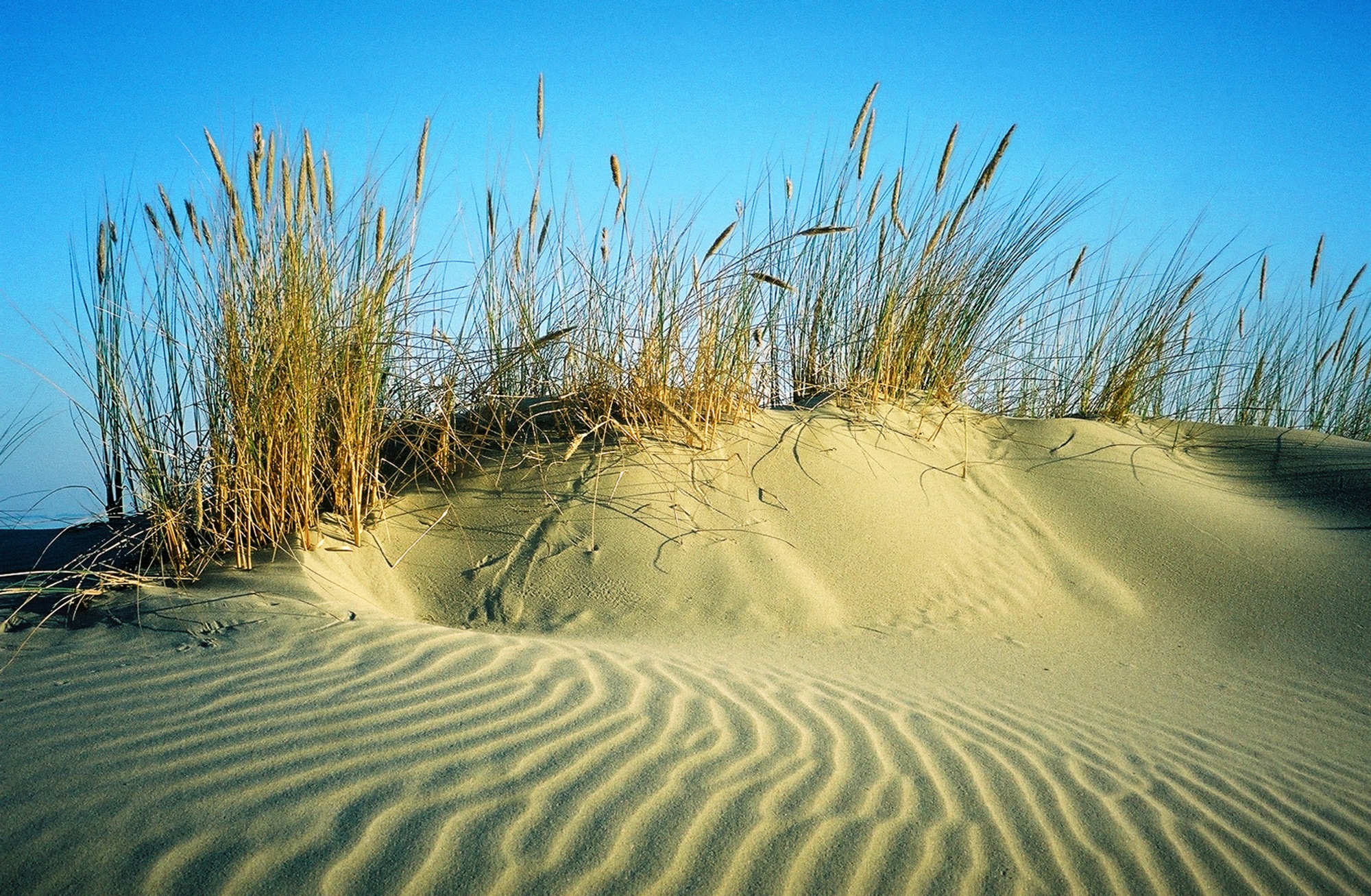 Image of Papermoon Fototapete »DÜNEN-STRAND MEER SEE OZEAN SAND GRAS NORDSEE OSTSEE«, Vliestapete, hochwertiger Digitaldruck, inklusive Kleister bei Ackermann Versand Schweiz