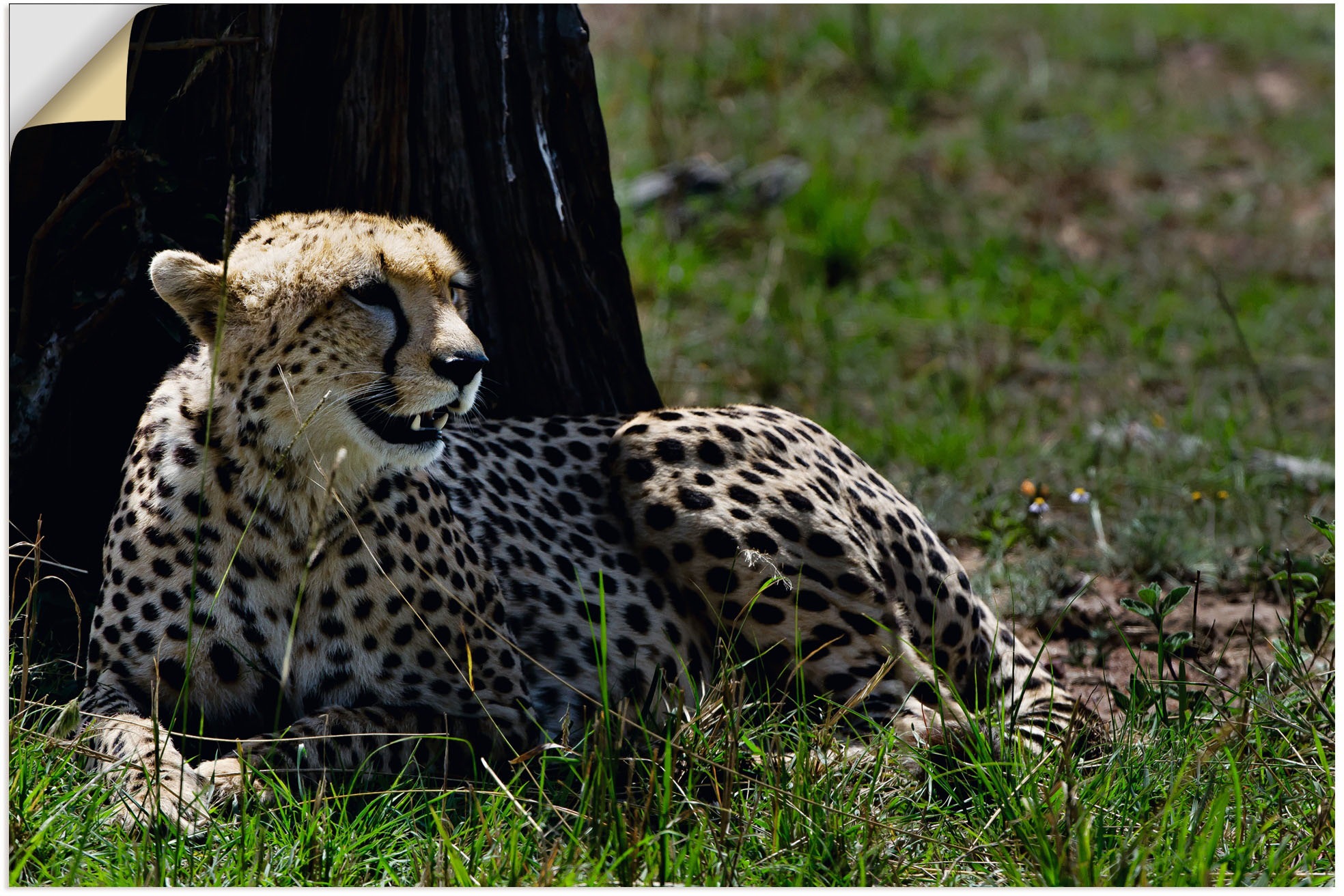 Image of Artland Wandbild »Gephard bei seiner Mittagsruhe«, Geparden Bilder, (1 St.), in vielen Grössen & Produktarten - Alubild / Outdoorbild für den Aussenbereich, Leinwandbild, Poster, Wandaufkleber / Wandtattoo auch für Badezimmer geeignet bei Ackermann Versan