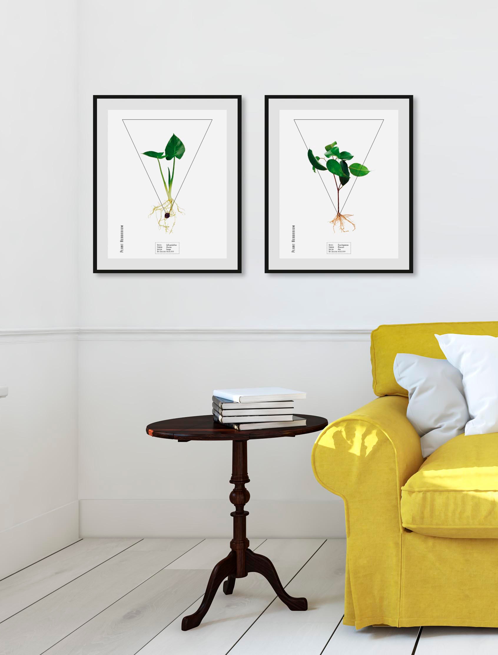 Image of queence Bild "Ficus benjamina" 1 Stk. tlg.
