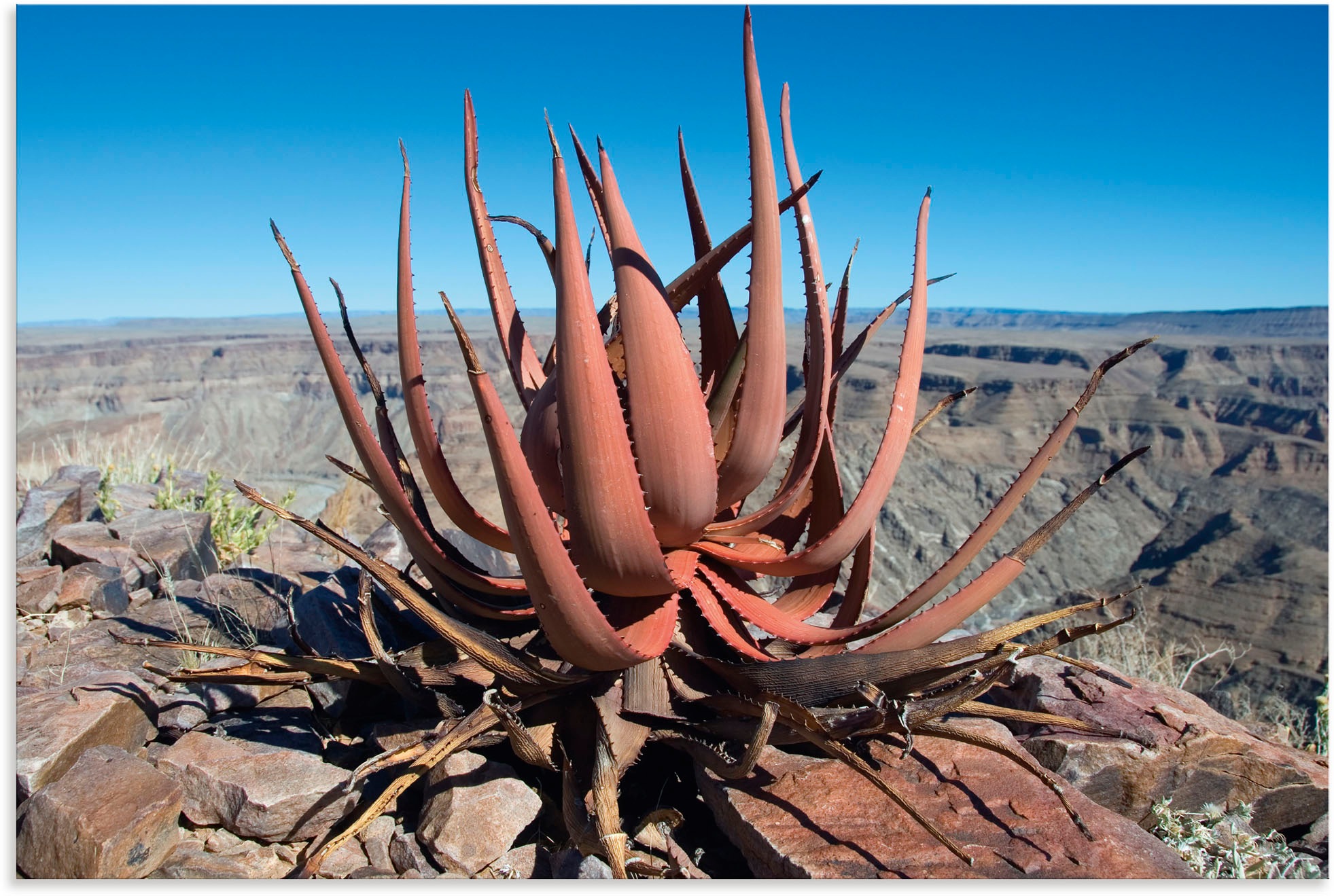 Image of Artland Wandbild »Aloe gariepensis, Sukkulente«, Pflanzenbilder, (1 St.), in vielen Grössen & Produktarten - Alubild / Outdoorbild für den Aussenbereich, Leinwandbild, Poster, Wandaufkleber / Wandtattoo auch für Badezimmer geeignet bei Ackermann Versand S