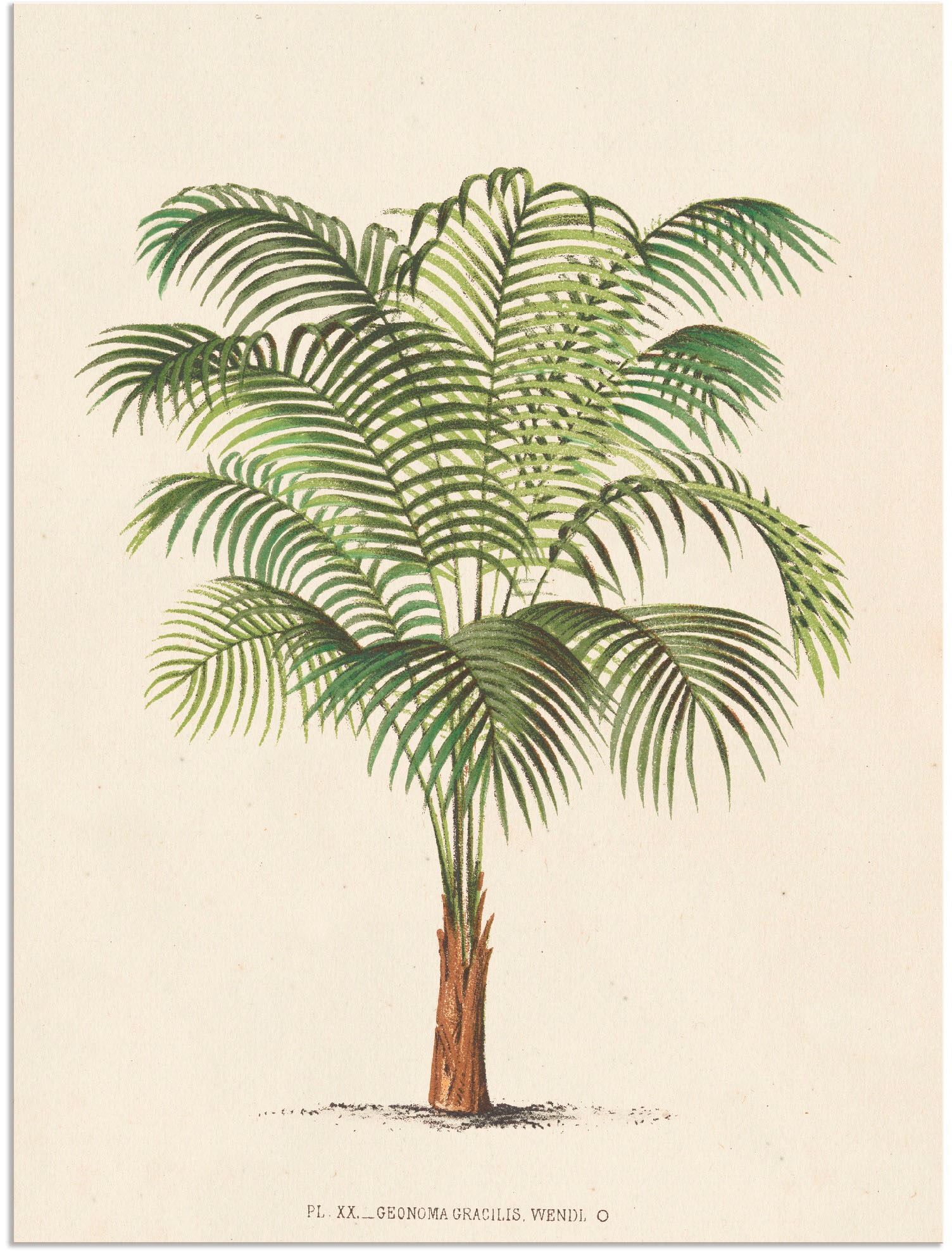 Image of Artland Wandbild »Palme II«, Pflanzen, (1 St.), in vielen Grössen & Produktarten - Alubild / Outdoorbild für den Aussenbereich, Leinwandbild, Poster, Wandaufkleber / Wandtattoo auch für Badezimmer geeignet bei Ackermann Versand Schweiz