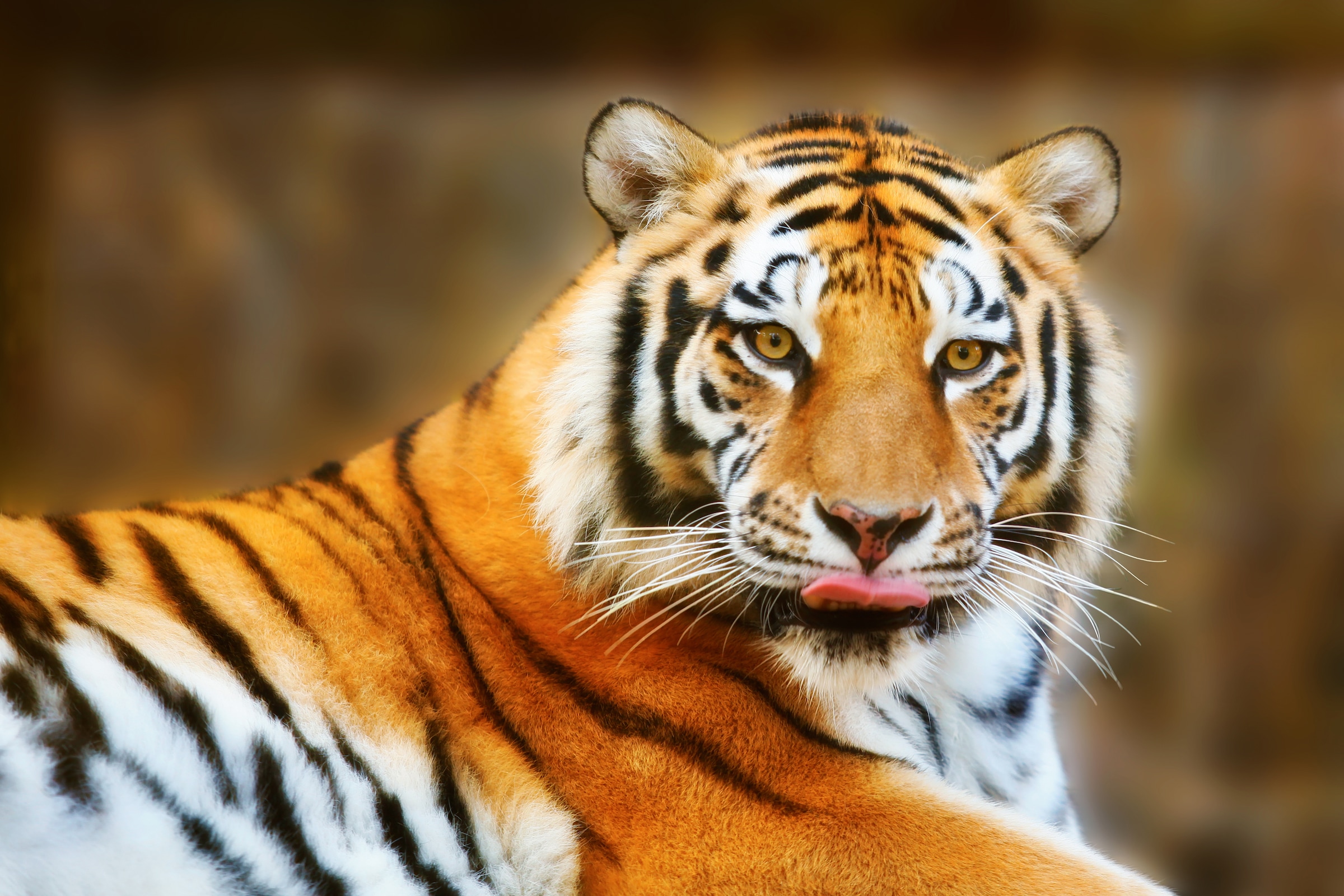 Image of Papermoon Fototapete "Resting Tiger" glatt
