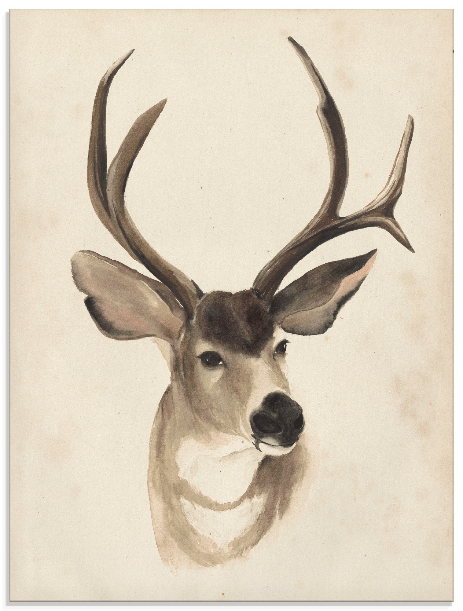 Image of Artland Glasbild »Wasserfarben Tierlehre II«, Wildtiere, (1 St.) bei Ackermann Versand Schweiz