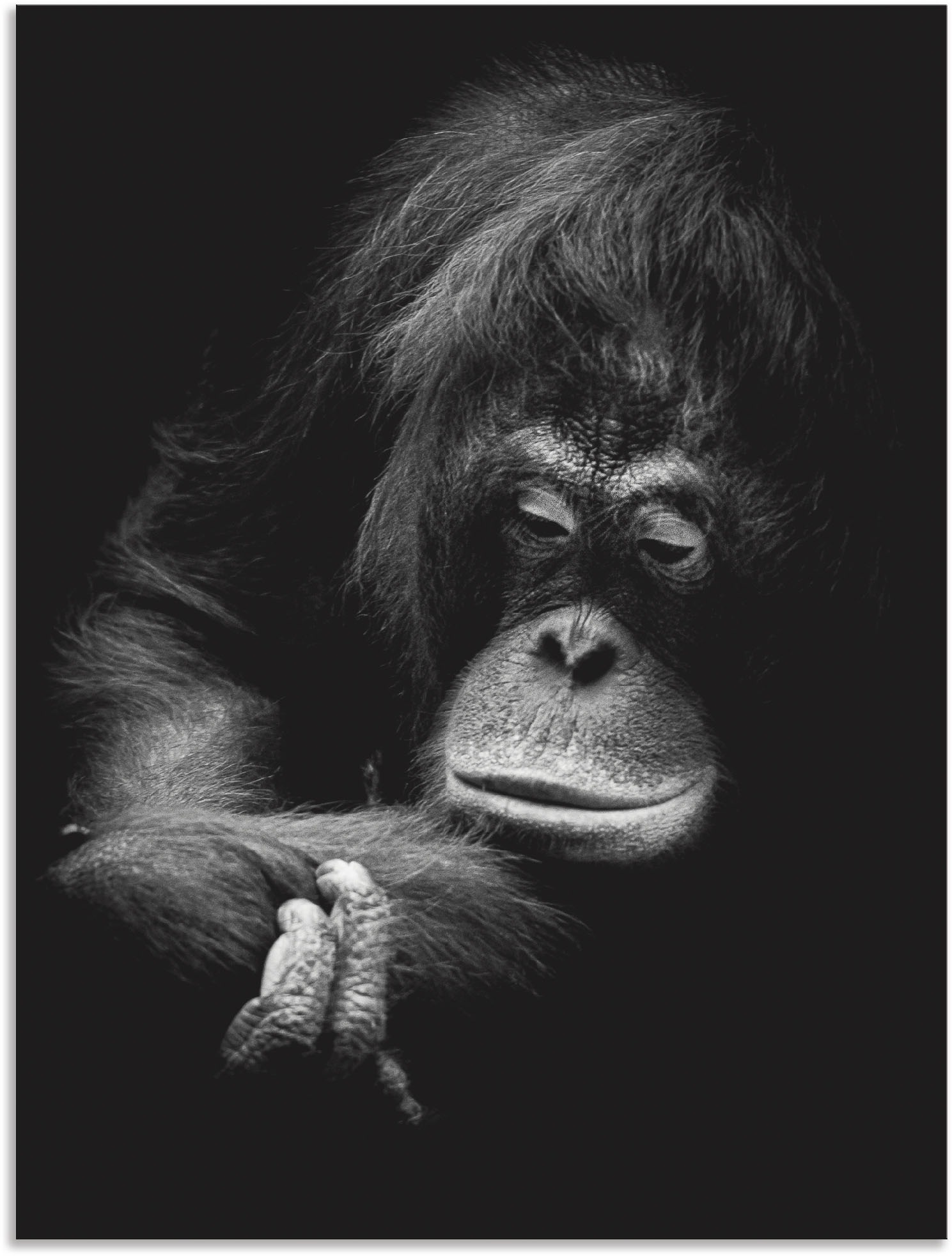 Image of Artland Wandbild »Der nachdenkliche Orang Utan«, Affenbilder, (1 St.), in vielen Grössen & Produktarten - Alubild / Outdoorbild für den Aussenbereich, Leinwandbild, Poster, Wandaufkleber / Wandtattoo auch für Badezimmer geeignet bei Ackermann Versand Schw