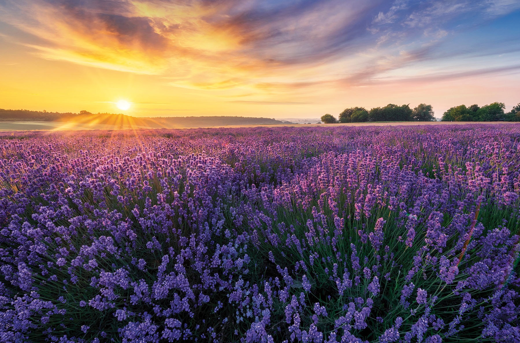 Image of Bönninghoff Leinwandbild "Wandbild LAVENDELFELD 78x118 cm – Leinwandbild Keilrahmen Deko modern" Felder Sonnenaufgang 1 Stk. tlg. auf Keilrahmen gespannt