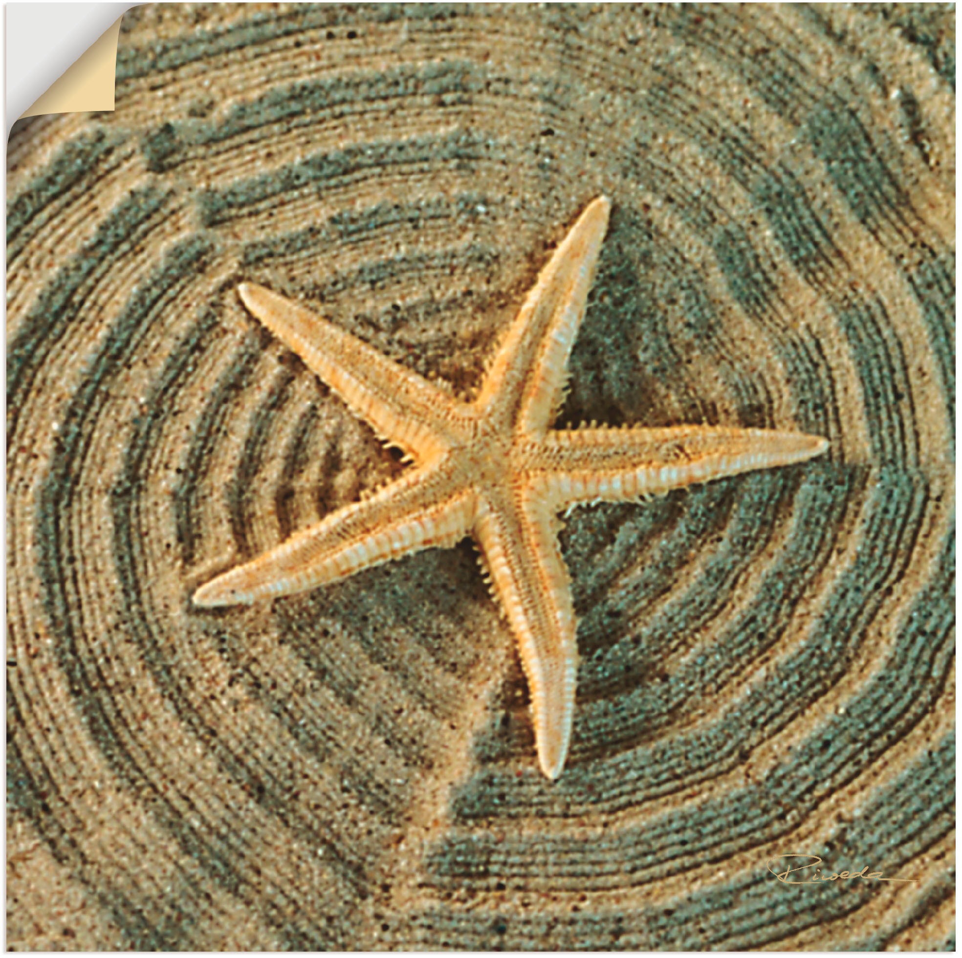 Image of Artland Wandbild »Seestern«, Zen, (1 St.), in vielen Grössen & Produktarten - Alubild / Outdoorbild für den Aussenbereich, Leinwandbild, Poster, Wandaufkleber / Wandtattoo auch für Badezimmer geeignet bei Ackermann Versand Schweiz