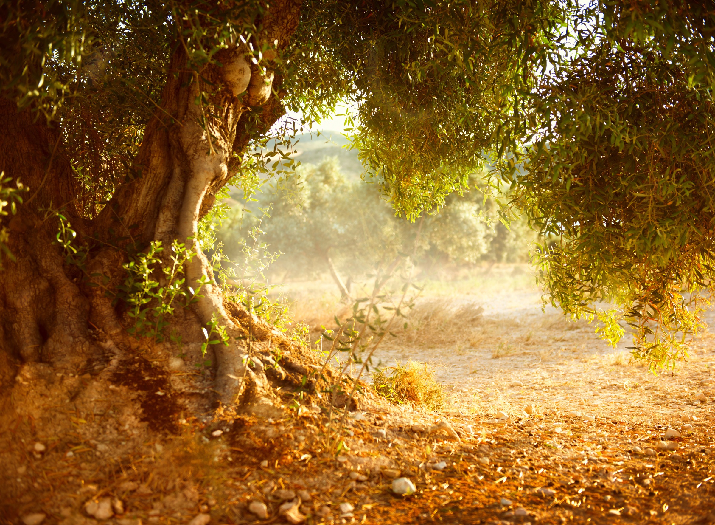 Image of Papermoon Fototapete »Old Olive Tree« bei Ackermann Versand Schweiz