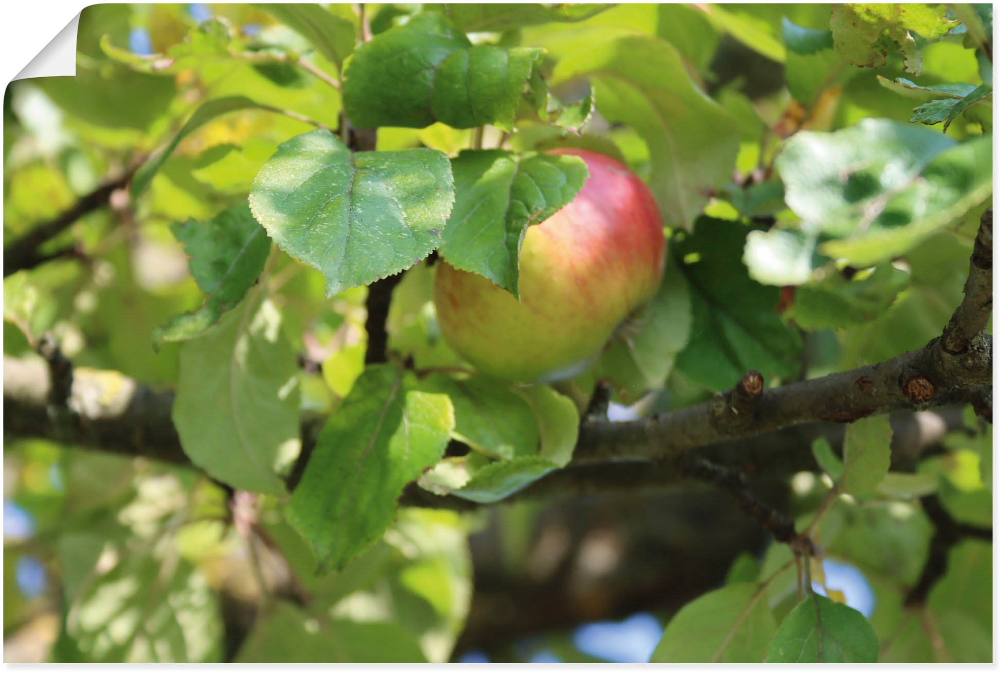 Image of Artland Wandbild »Licht und Schatten«, Baumbilder, (1 St.), in vielen Grössen & Produktarten - Alubild / Outdoorbild für den Aussenbereich, Leinwandbild, Poster, Wandaufkleber / Wandtattoo auch für Badezimmer geeignet bei Ackermann Versand Schweiz