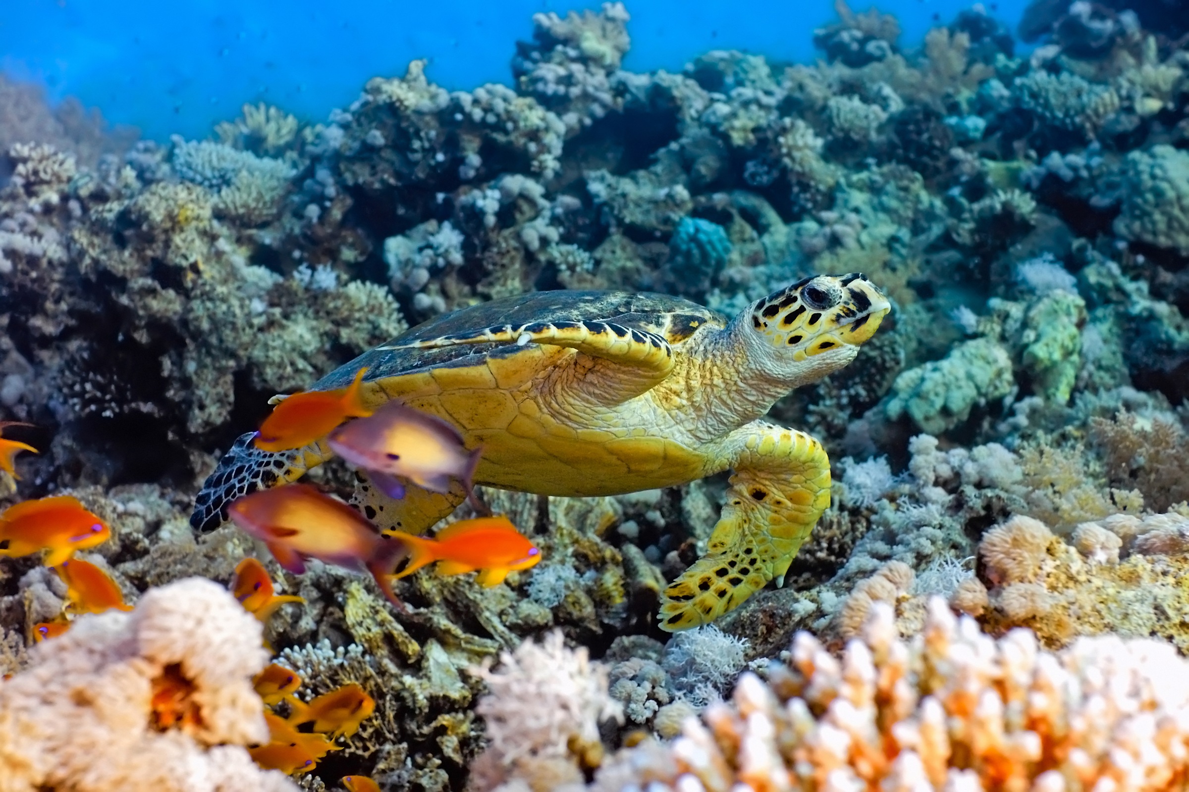 Image of Papermoon Fototapete »Sea Turtle« bei Ackermann Versand Schweiz