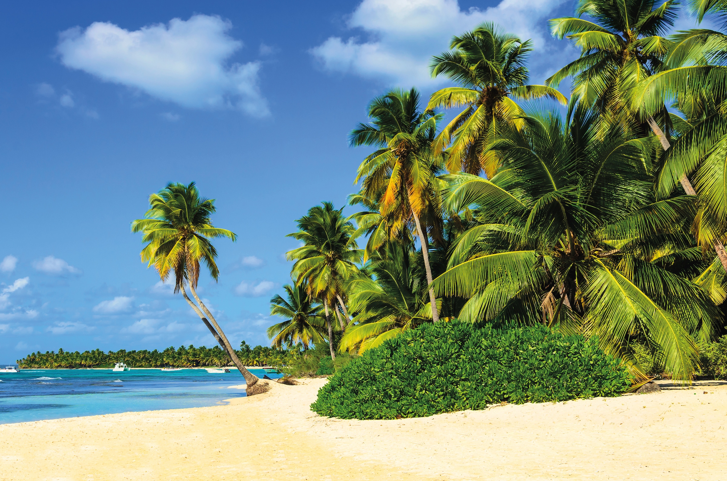 Image of Papermoon Fototapete "Exotic Palm Beach" glatt