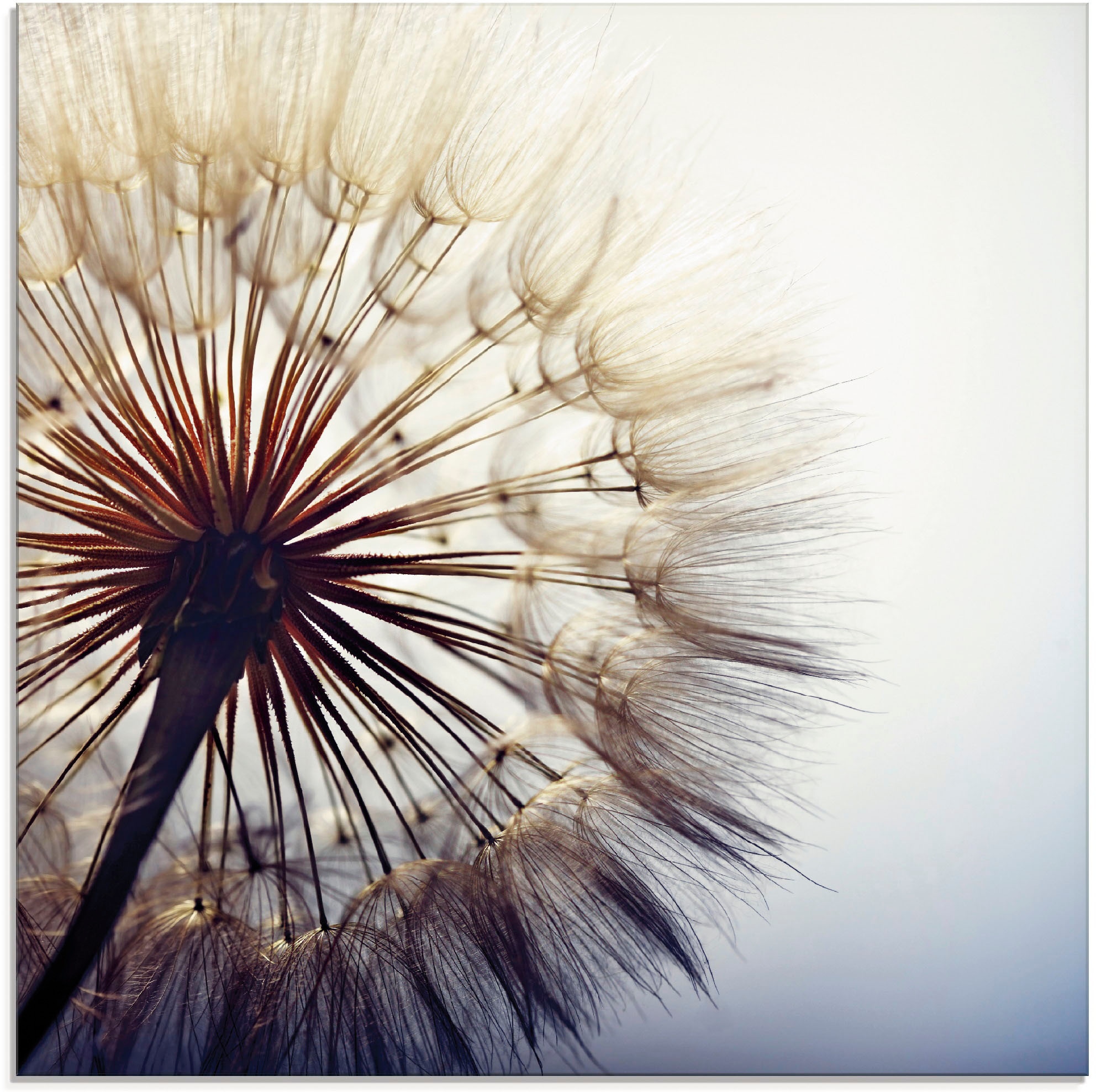 Image of Artland Glasbild "Grosse Pusteblume" Blumen 1 Stk. tlg. in verschiedenen Grössen