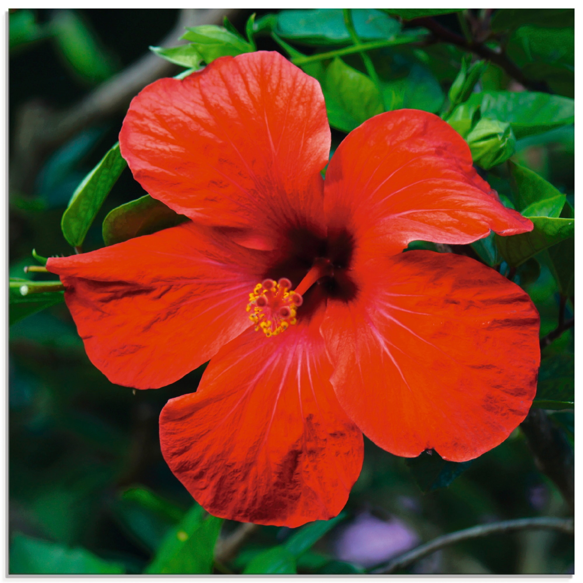 Artland Glasbild »Hawaiiblume«, Blumen, (1 St.), in verschiedenen Grössen