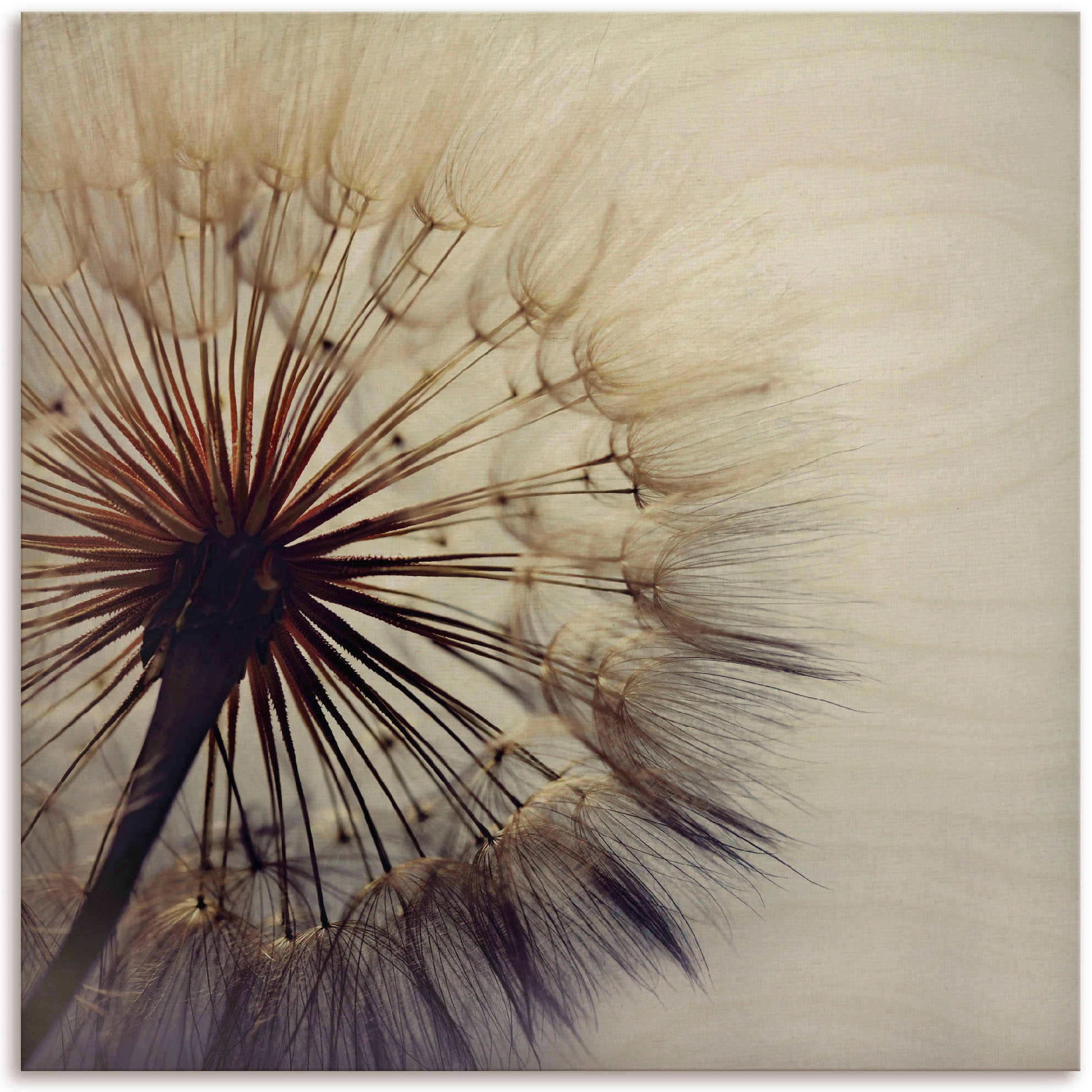 Artland Holzbild »Grosse Pusteblume«, günstig St.) (1 kaufen