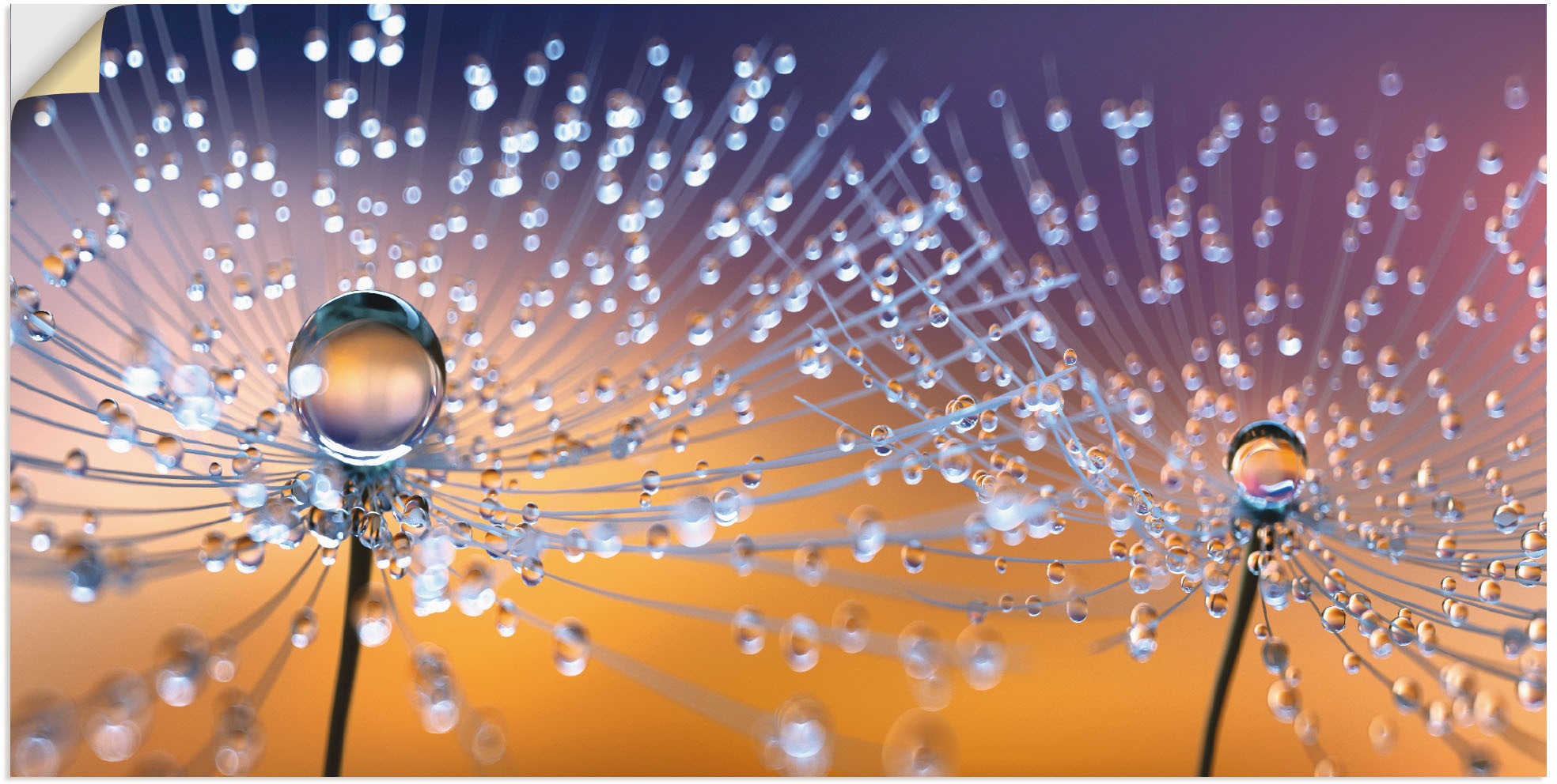 Image of Artland Wandbild »Pusteblumen Tautropfen«, Blumenbilder, (1 St.), in vielen Grössen & Produktarten - Alubild / Outdoorbild für den Aussenbereich, Leinwandbild, Poster, Wandaufkleber / Wandtattoo auch für Badezimmer geeignet bei Ackermann Versand Schweiz