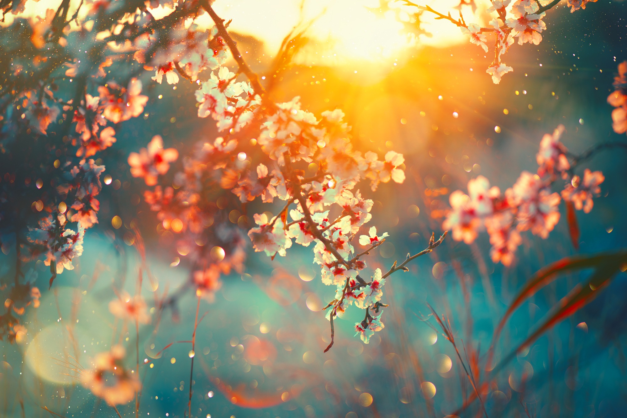 Image of queence Leinwandbild "Cherry Blossom" Bilder vom Sonnenuntergang & -aufgang Blumen Blumenbilder Blätter Blätterbilder 1 Stk. tlg. Akustikbild mit sehr guten Schallabsorptions-Eigenschaften
