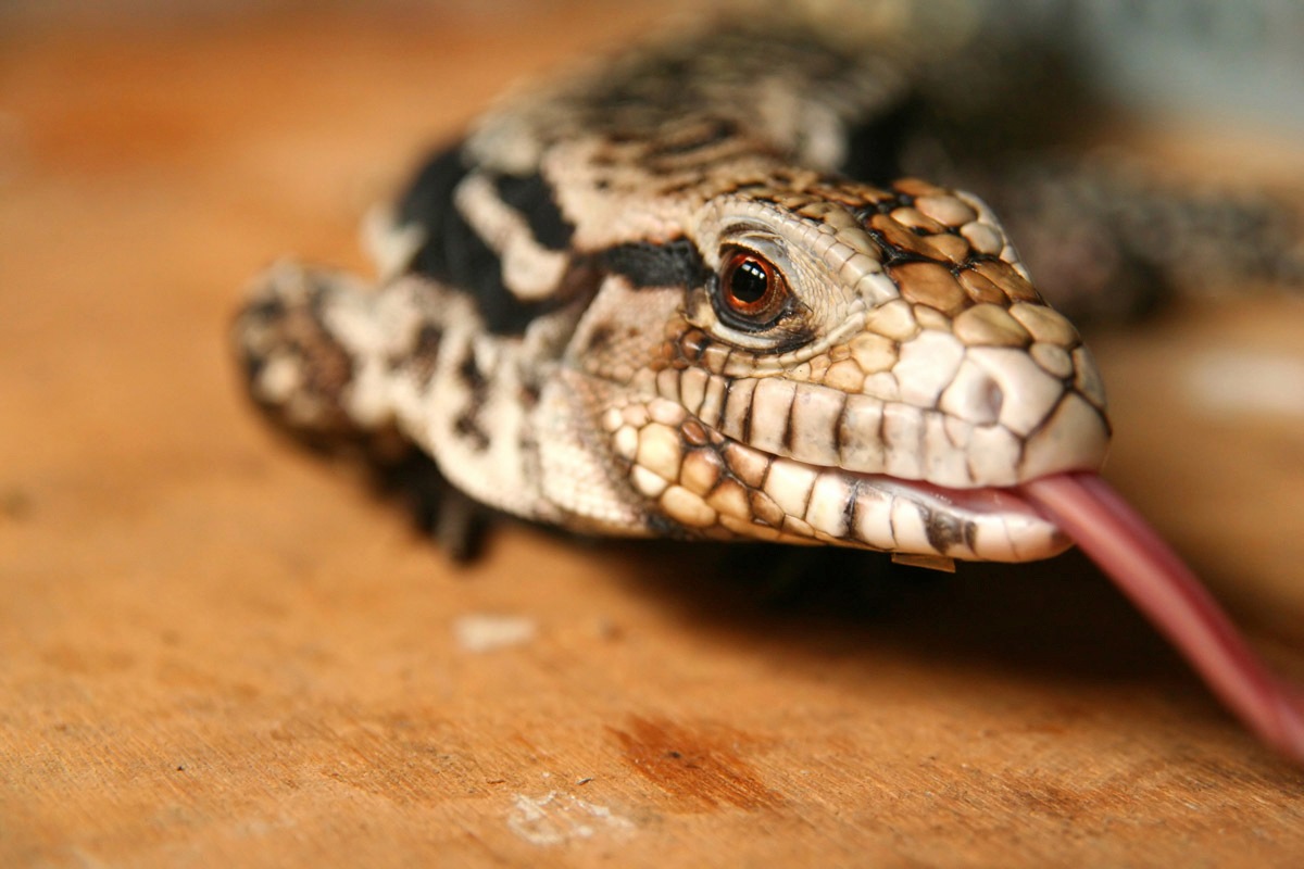 Image of Papermoon Fototapete »Eidechse«, Vliestapete, hochwertiger Digitaldruck, inklusive Kleister bei Ackermann Versand Schweiz