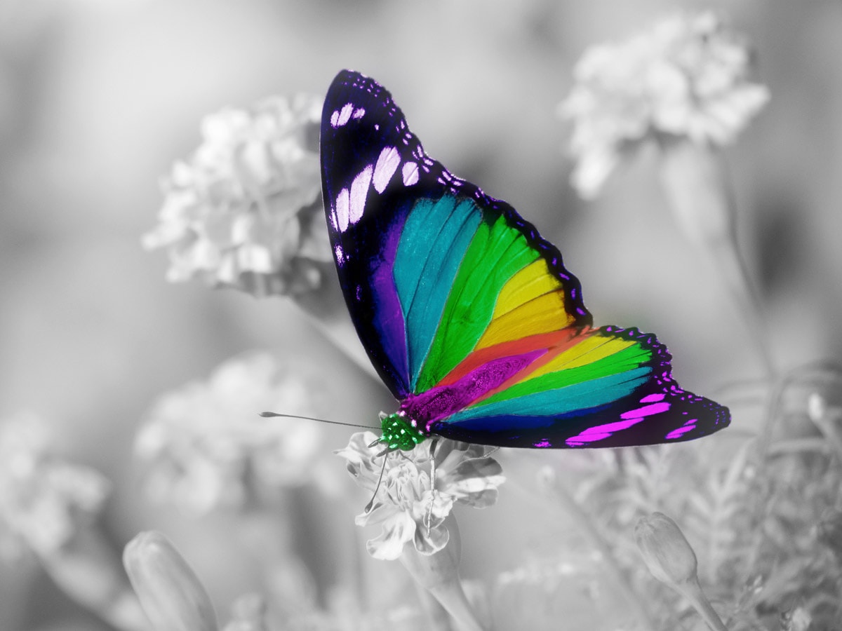 Fototapete »Bunter Schmetterling auf weissen Blumen«