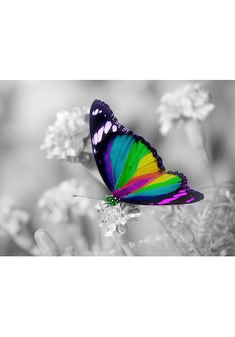 Fototapete »Bunter Schmetterling auf weissen Blumen«