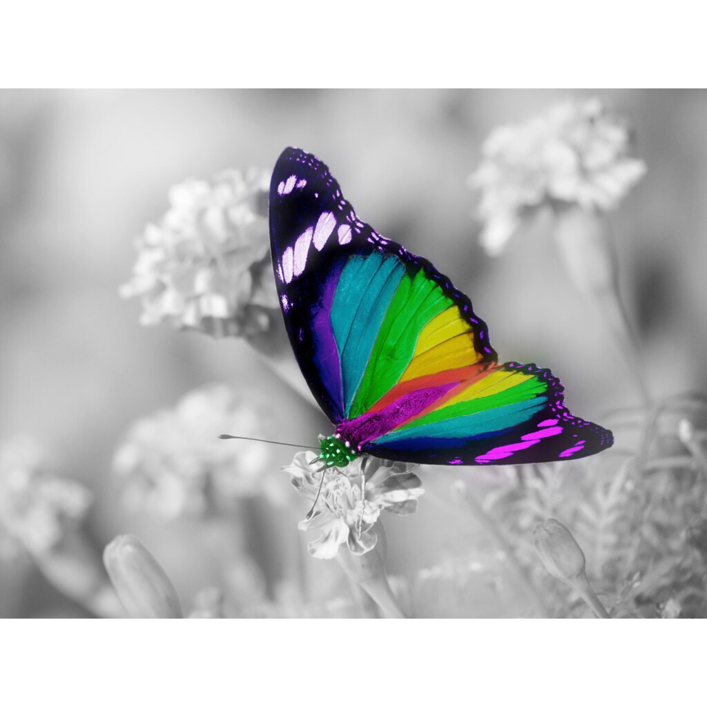 Papermoon Fototapete »Bunter Schmetterling auf weissen Blumen«