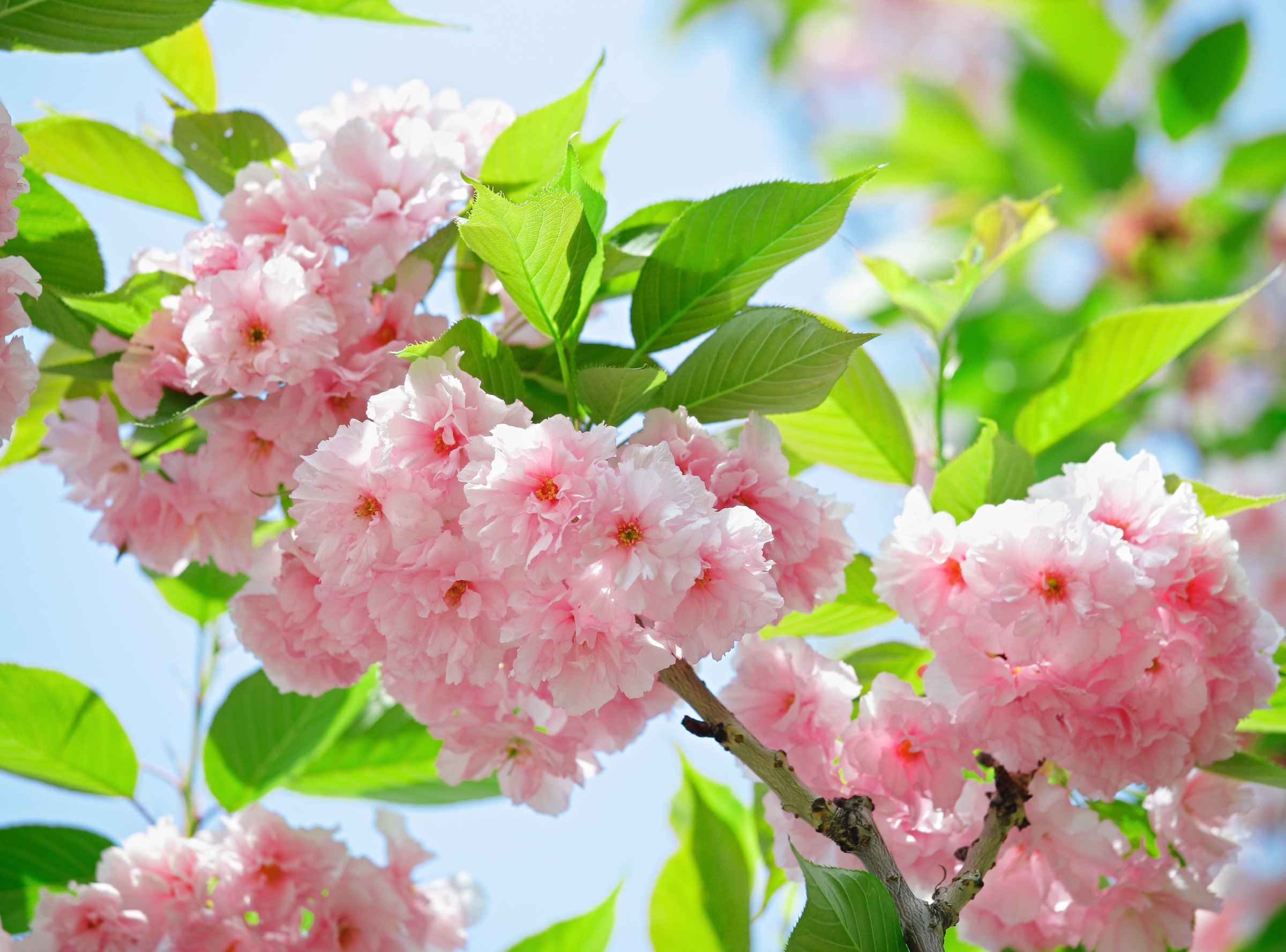 Image of Papermoon Fototapete »Sakury Cherry Blossom« bei Ackermann Versand Schweiz
