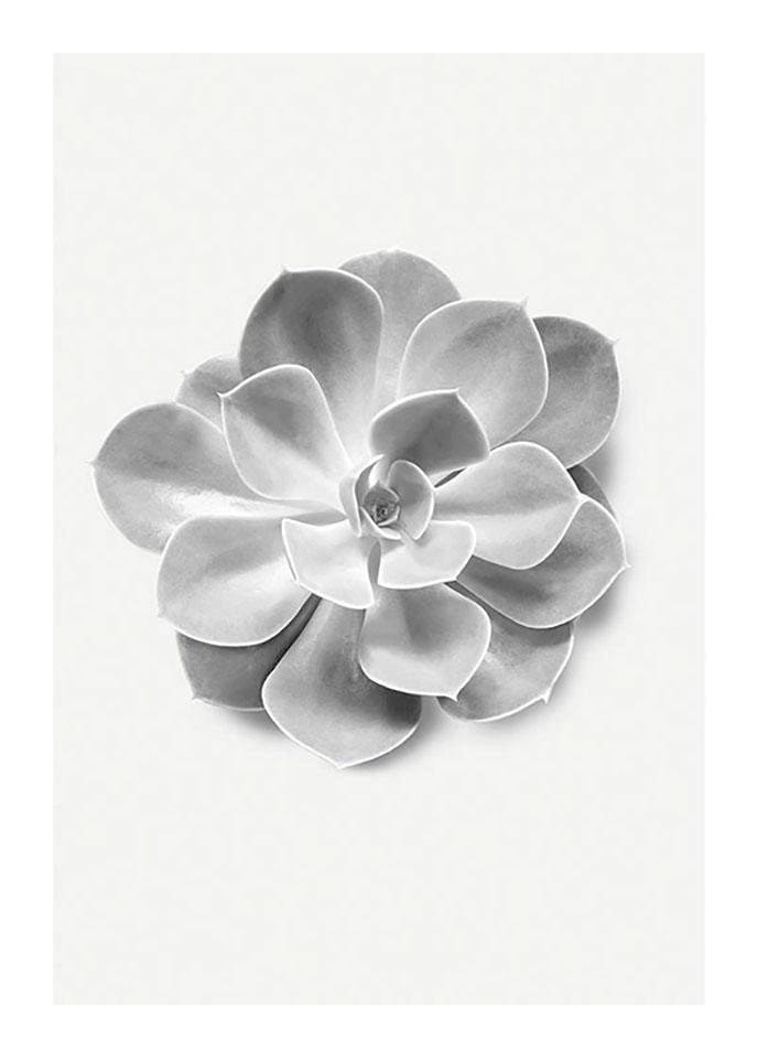 Image of Komar Bild "Succulent Aeonium" Blätter Pflanzen 1 Stk. tlg. Wandbild zur Dekoration - ohne Rahmen