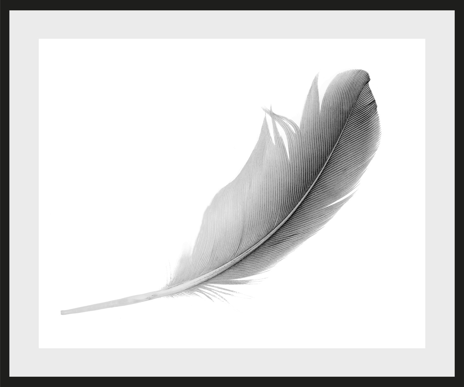 Image of queence Bild "Madita" Federn Kunst Schwarz-Weiss Federn, gerahmt