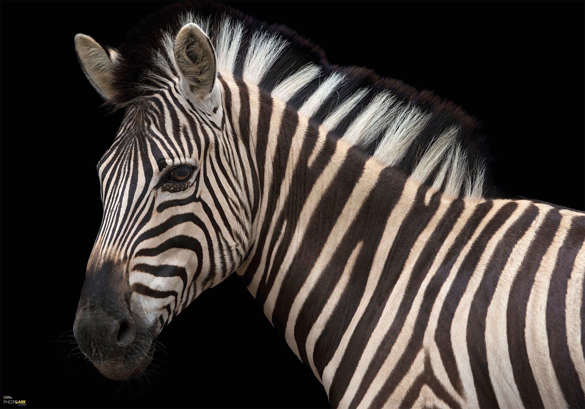 Image of Komar Vliestapete »Damara Zebra«, bedruckt-realistisch, 400 x 280 cm (Breite x Höhe) - 8 Bahnen bei Ackermann Versand Schweiz