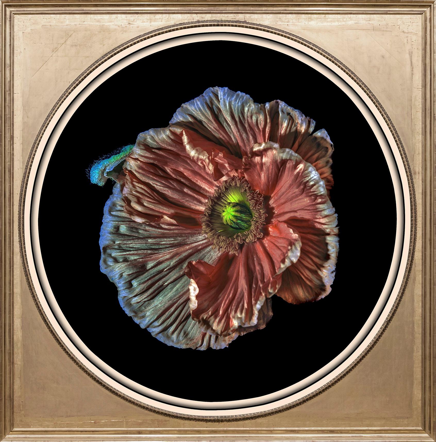 Image of queence Acrylglasbild "Blüte" Blumen Blumenbilder Kunst Pflanzen Pflanzenbilder Fine Art-Print in Galeriequalität