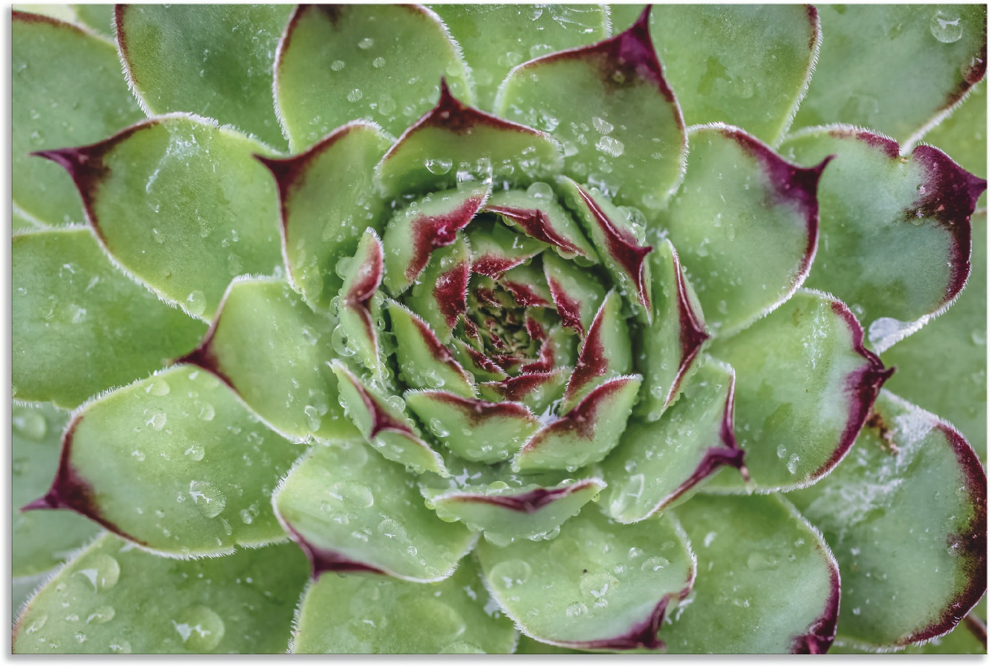 Image of Artland Wandbild »Sukkulente mit Regentropfen«, Pflanzenbilder, (1 St.), in vielen Grössen & Produktarten - Alubild / Outdoorbild für den Aussenbereich, Leinwandbild, Poster, Wandaufkleber / Wandtattoo auch für Badezimmer geeignet bei Ackermann Versand Sc