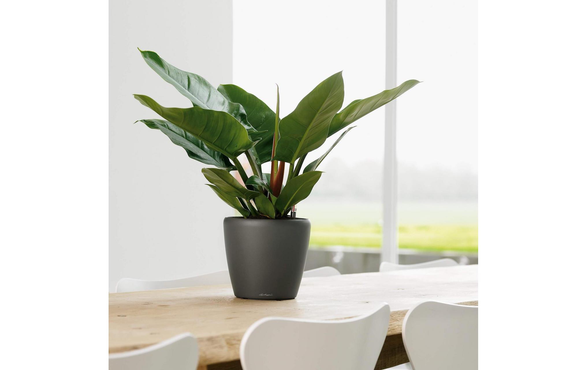 Blumentopf »Lechuza Pflanzentopf Classico Premi«, Material: Polycarbonat, Polypropylen