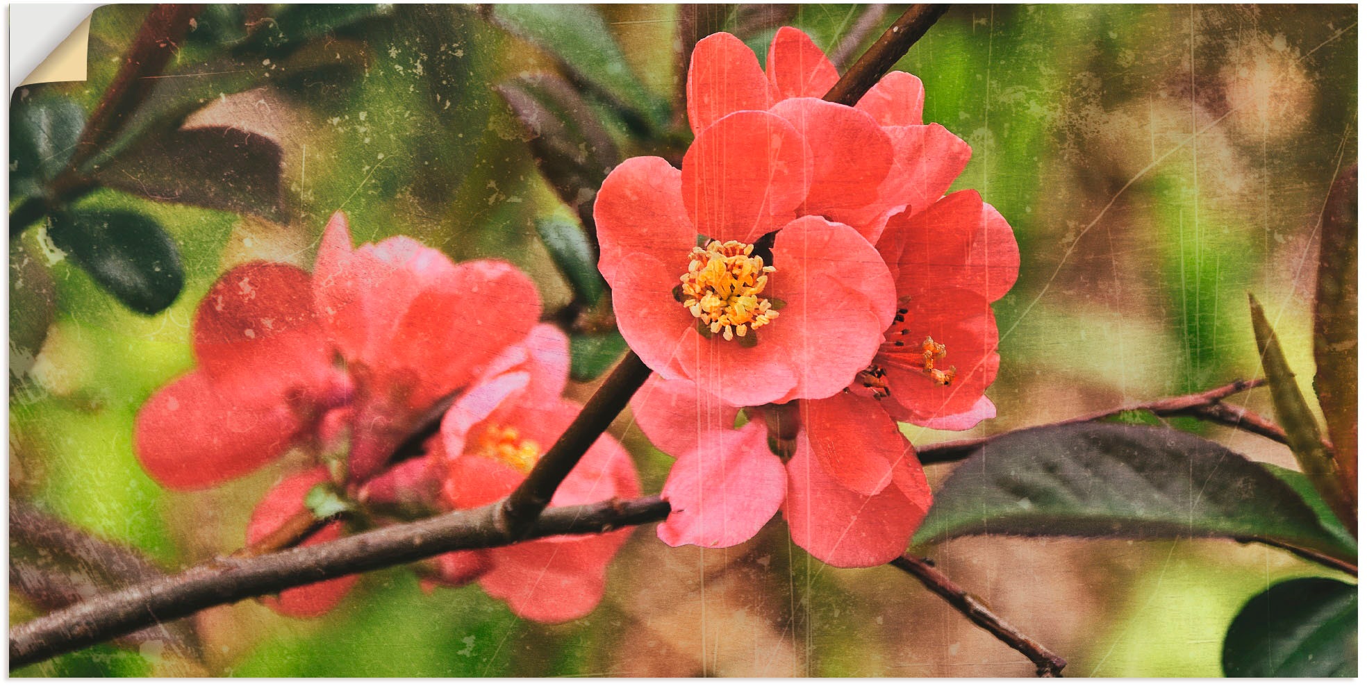 Image of Artland Wandbild »Quittenblüte I«, Blumen, (1 St.), in vielen Grössen & Produktarten - Alubild / Outdoorbild für den Aussenbereich, Leinwandbild, Poster, Wandaufkleber / Wandtattoo auch für Badezimmer geeignet bei Ackermann Versand Schweiz