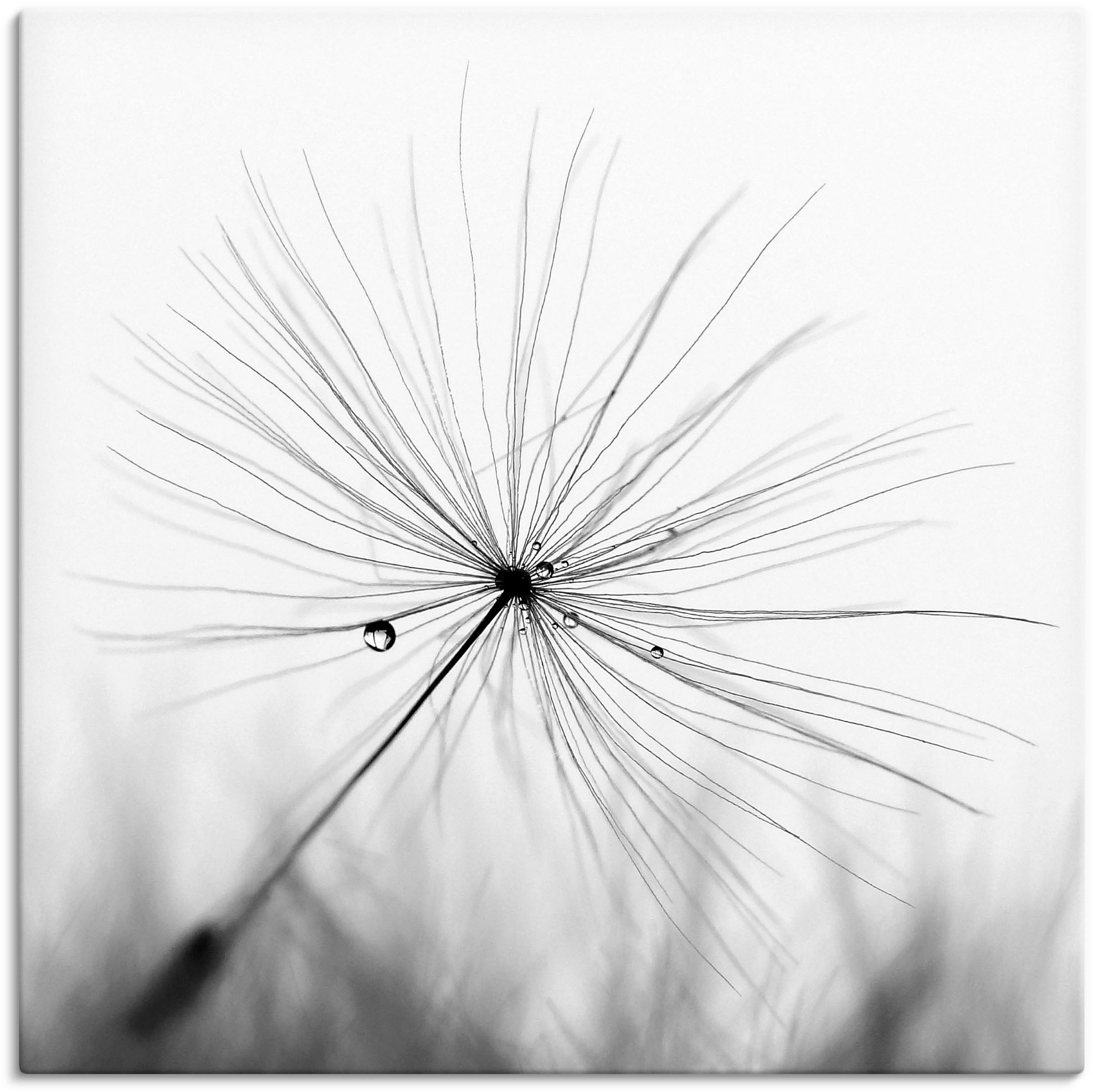 Image of Artland Wandbild "Pusteblume Schirmchen" Blumen 1 Stk. tlg. als Alubild, Leinwandbild in verschied. Grössen