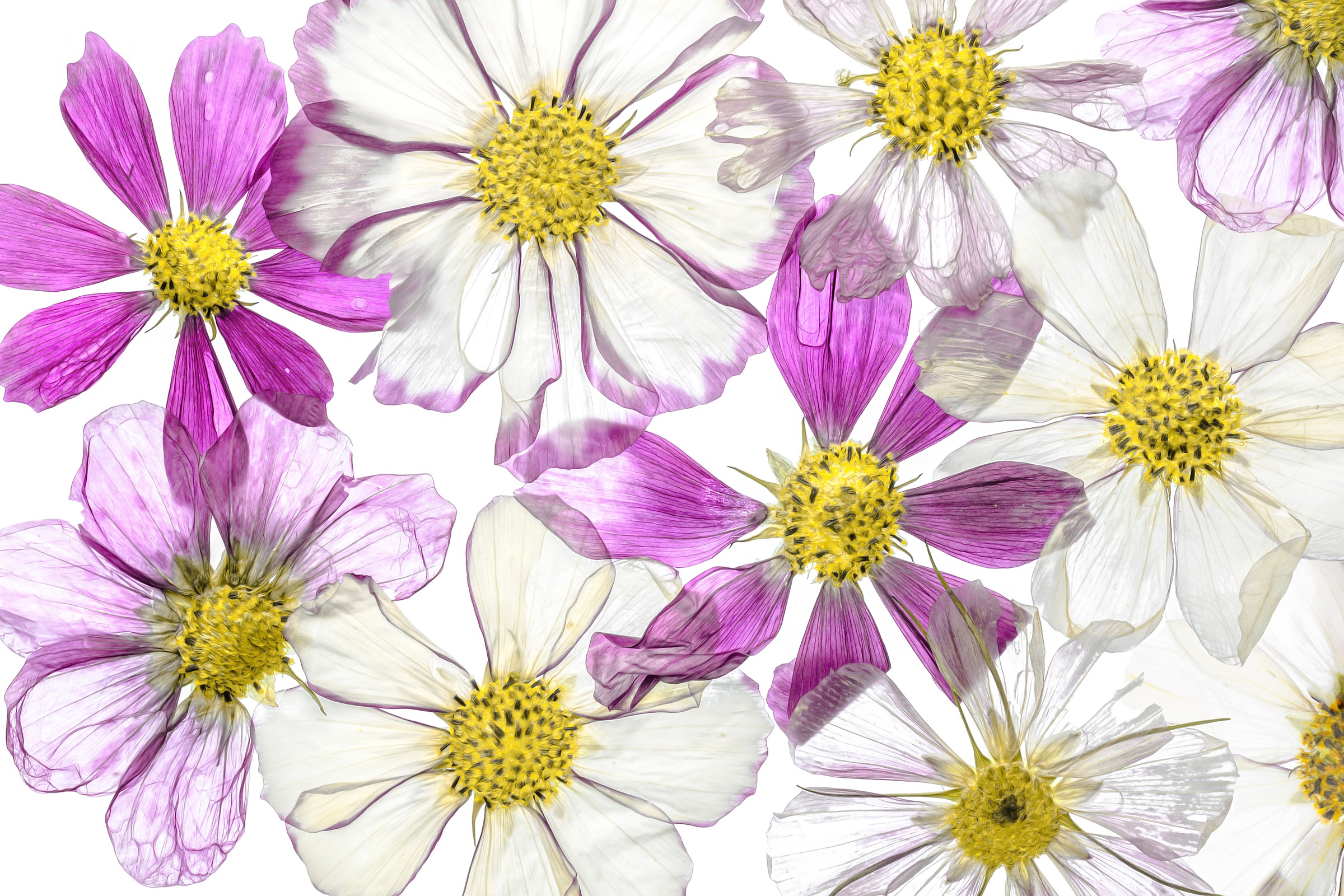 Image of Papermoon Fototapete »Photo-Art MANDY DISHER, SOMMER HALTEN«, Vliestapete, hochwertiger Digitaldruck, inklusive Kleister bei Ackermann Versand Schweiz