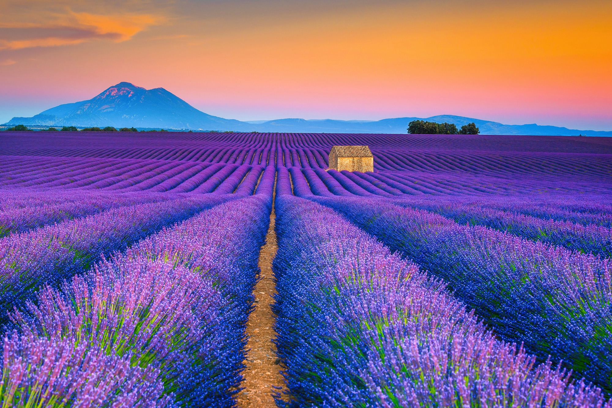 Image of Papermoon Fototapete »LAVENDEL-FELD-PROVENCE WIESE GEBIRGE BLUMEN SONNE WALD«, Vliestapete, hochwertiger Digitaldruck, inklusive Kleister bei Ackermann Versand Schweiz