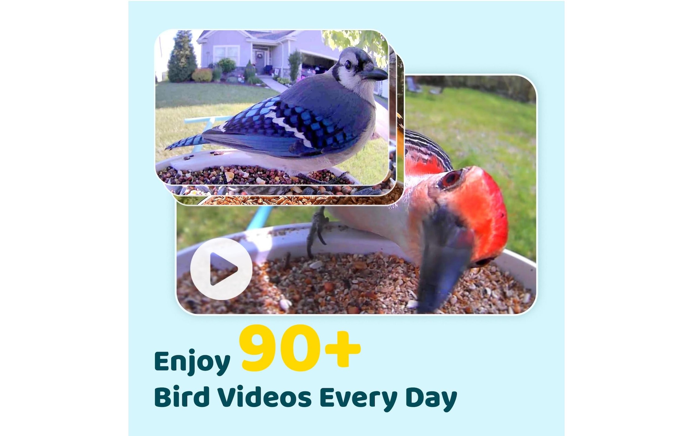 Birdfy Distributeur de nourriture »Basic Solar«