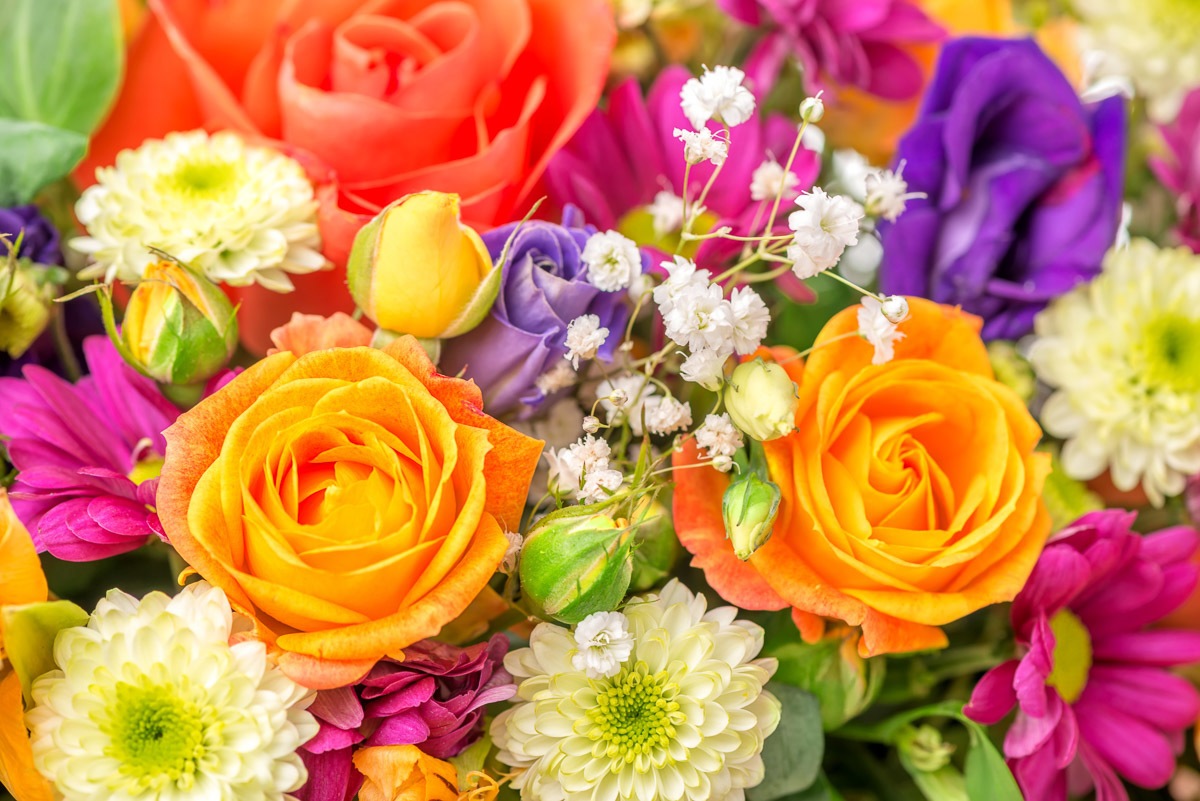 Image of Papermoon Fototapete »Chrysanthemenrosen«, Vliestapete, hochwertiger Digitaldruck bei Ackermann Versand Schweiz