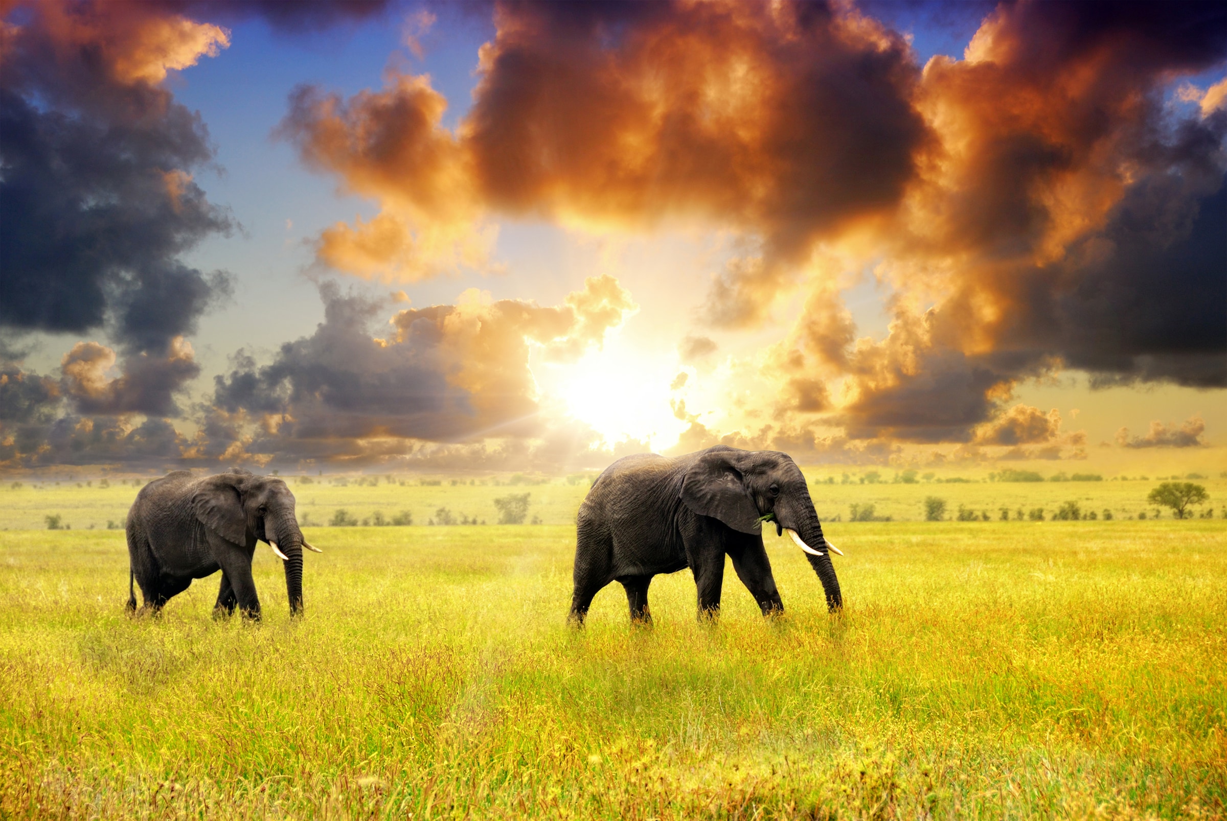 Image of Papermoon Fototapete "African Elephants" glatt