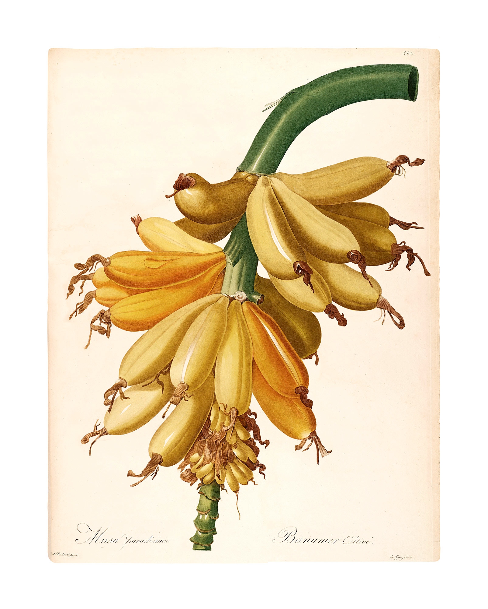 Image of Komar Bild "Plantains" Natur 1 Stk. tlg. Wandbild zur Dekoration - ohne Rahmen