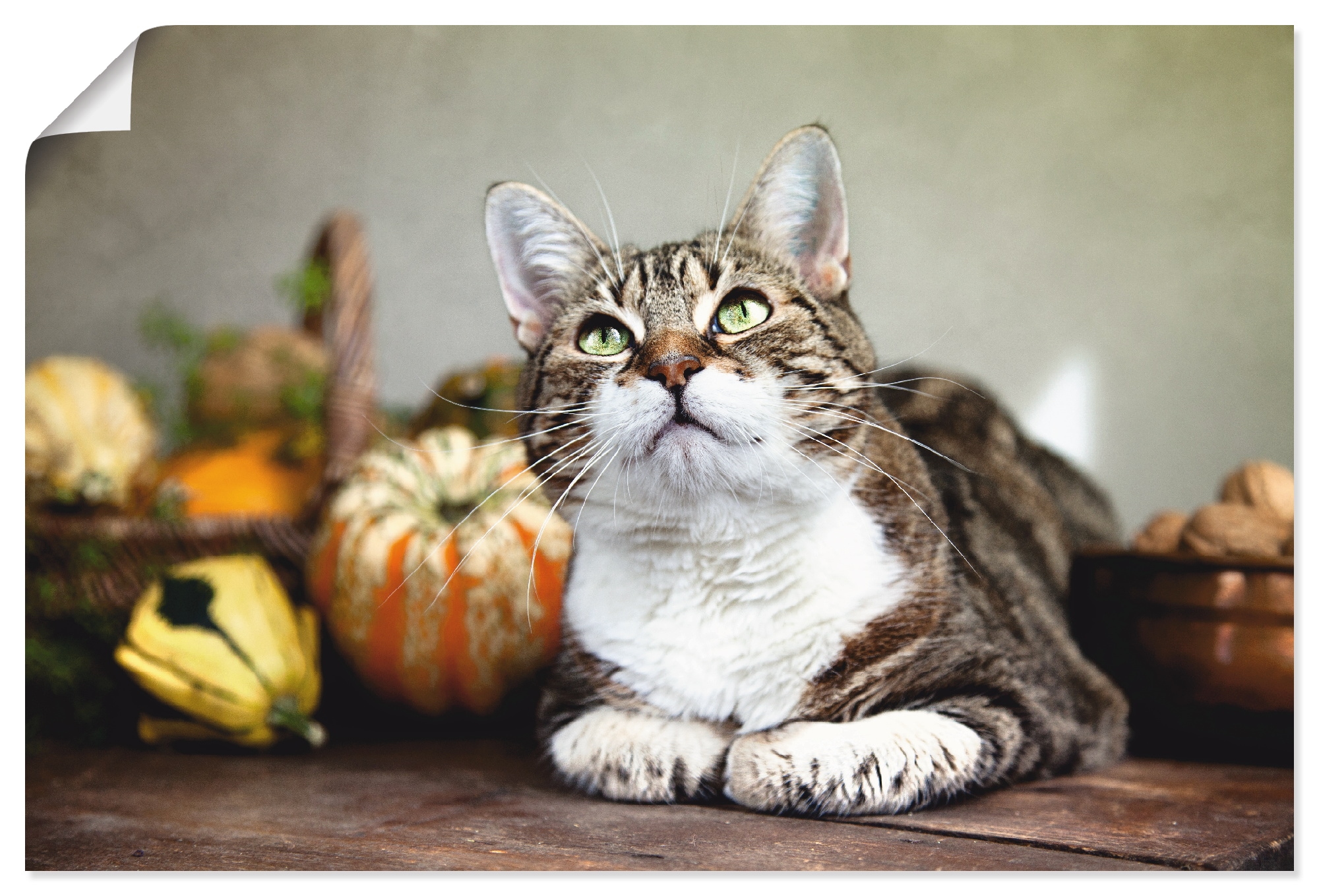 Image of Artland Poster "Katze und Herbstdeko" Haustiere 1 Stk. tlg. ohne Rahmen