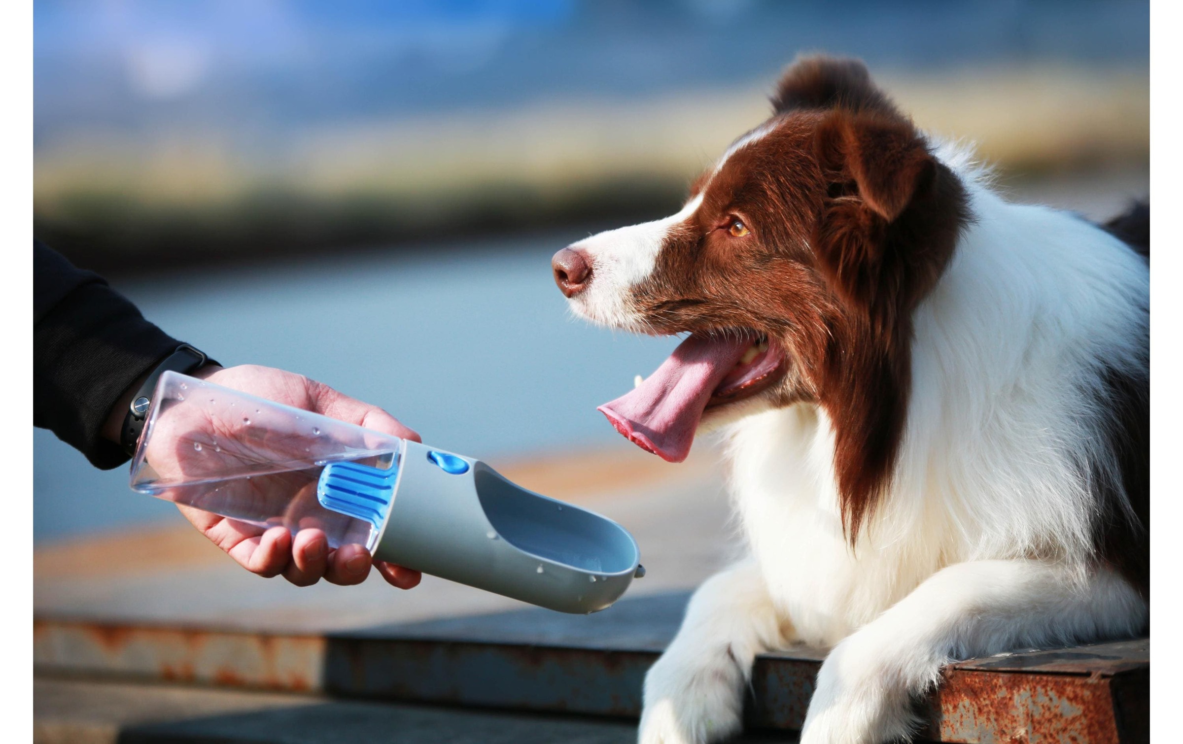 PETKIT Futterautomat »Eversweet 400«