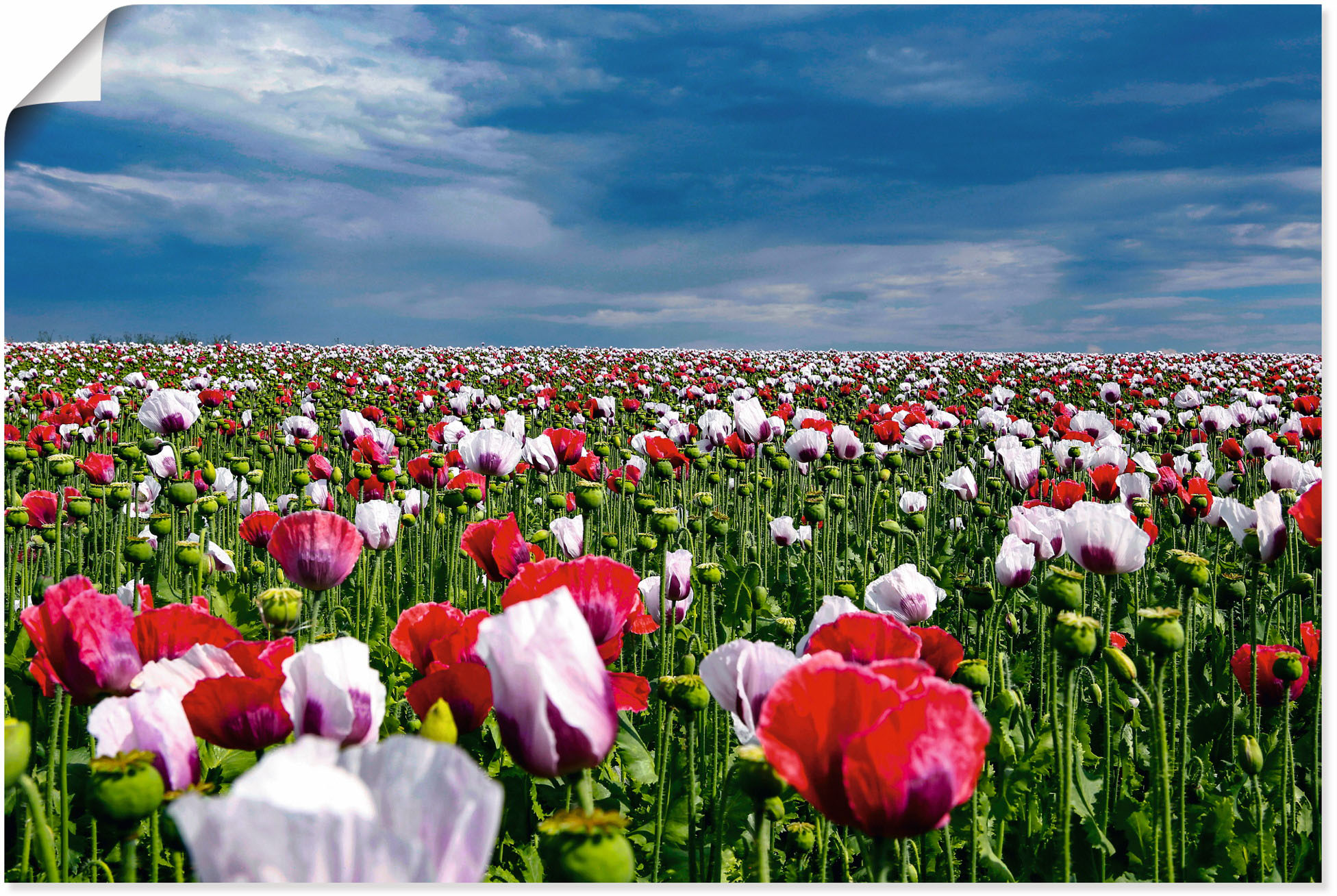 Artland Wandbild »Wildblumenwiese blauer Himmel«, Blumenwiese, (1 St.), als  Alubild, Leinwandbild, Wandaufkleber oder Poster in versch. Grössen  maintenant