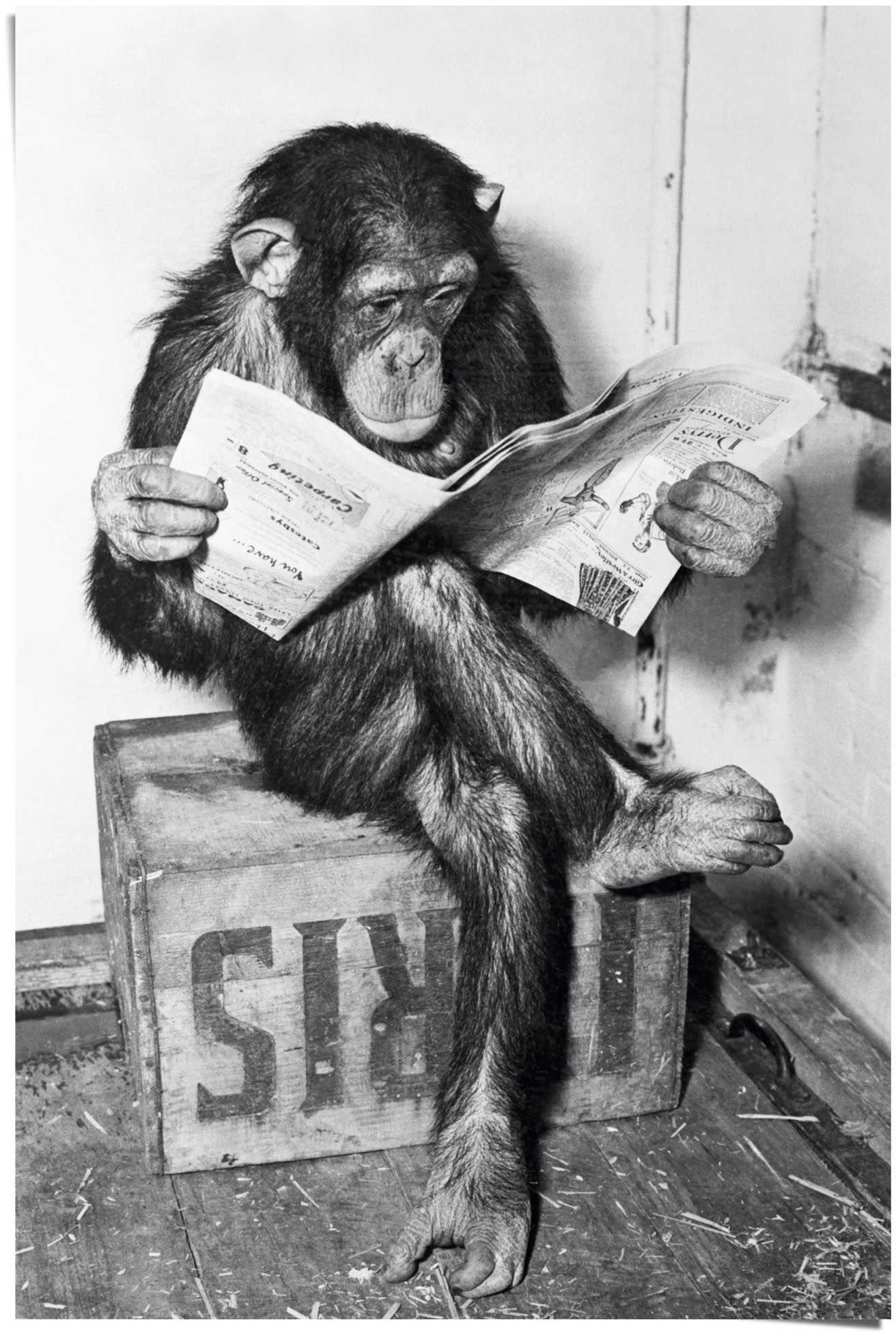 Image of Reinders! Poster »Chimp Zeitung Affe Schimpanse«, (1 St.) bei Ackermann Versand Schweiz