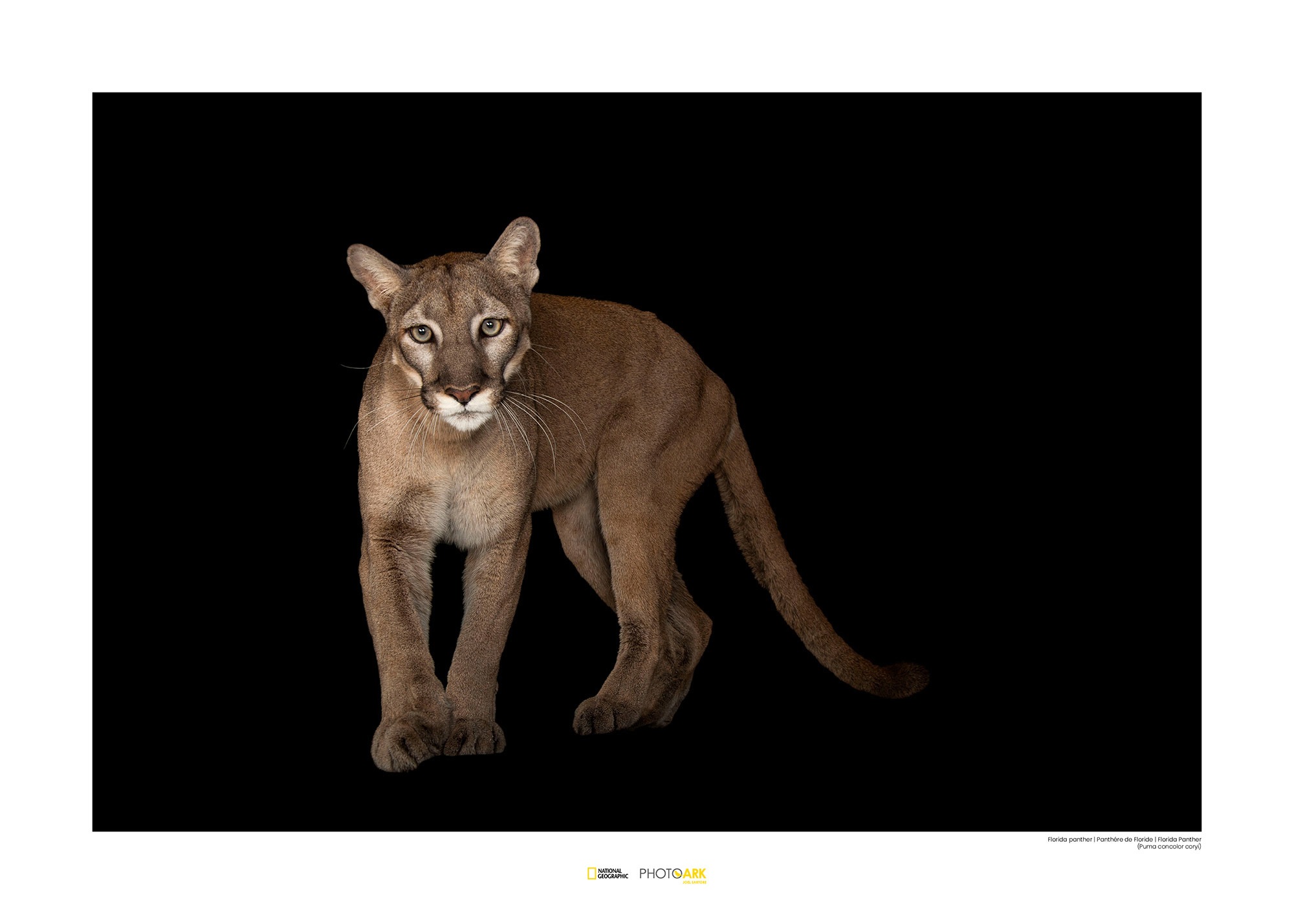 Image of Komar Poster »Florida Panther«, Tiere, Höhe: 30cm bei Ackermann Versand Schweiz
