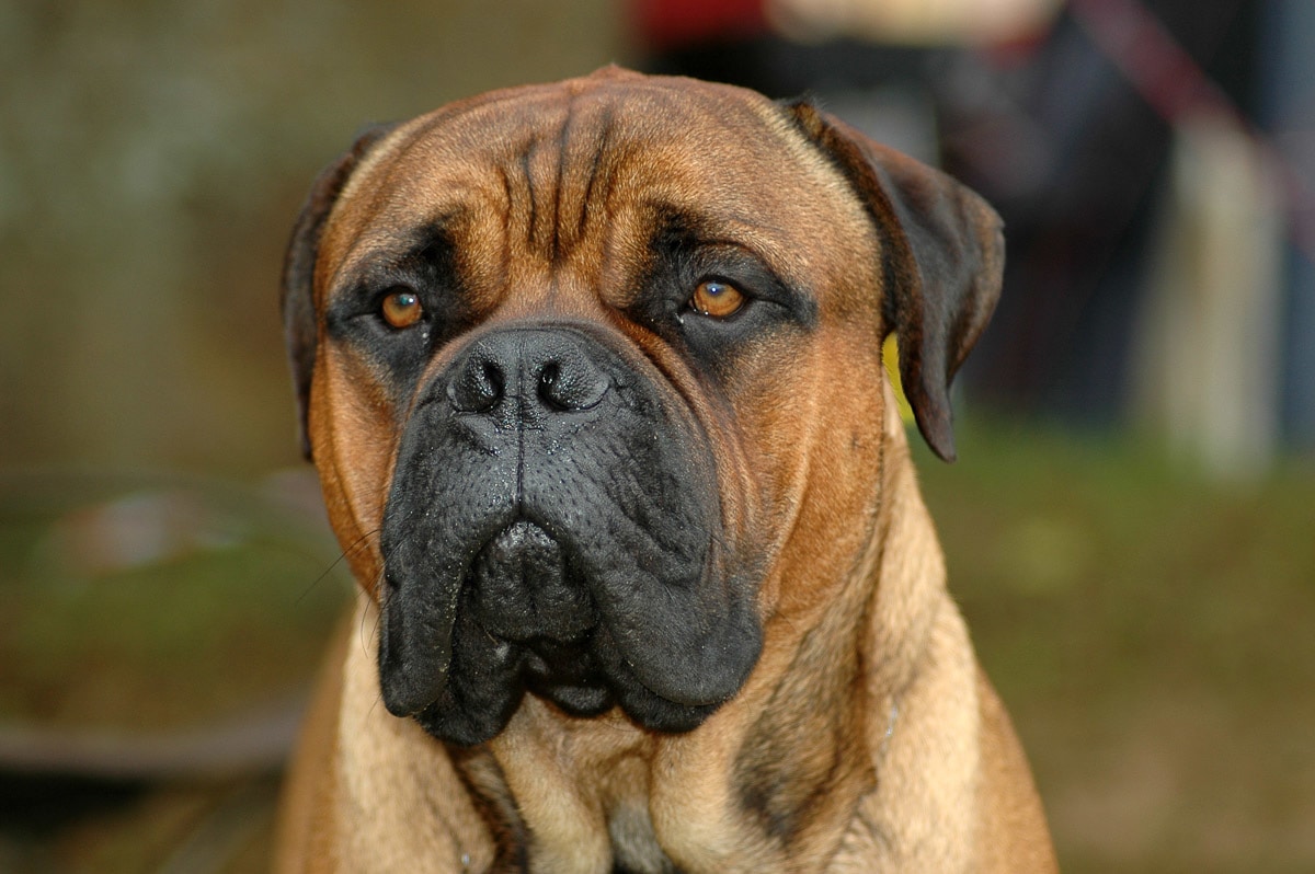 Image of Papermoon Fototapete "Bullmastiff-Porträt"
