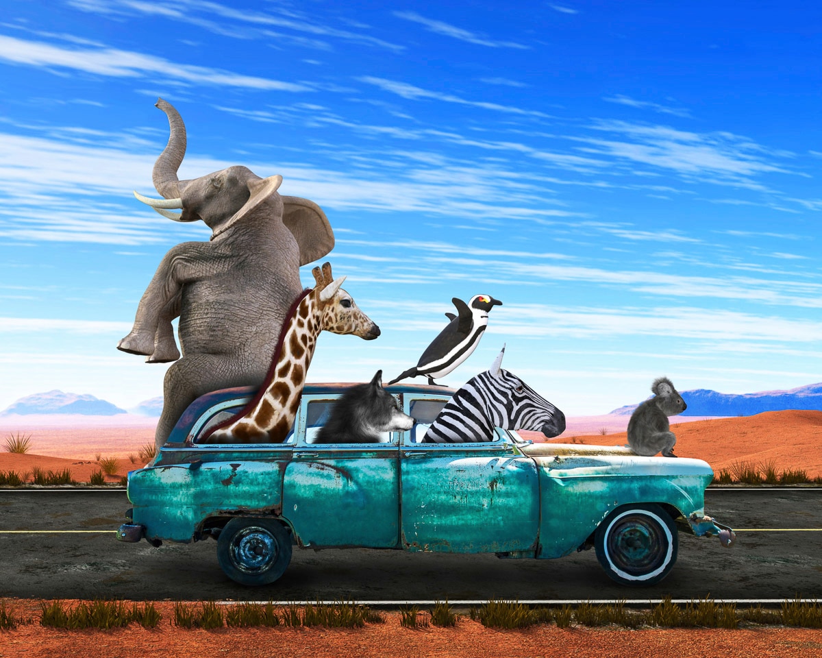 Papermoon Papier peint photo »Tiere in Auto«