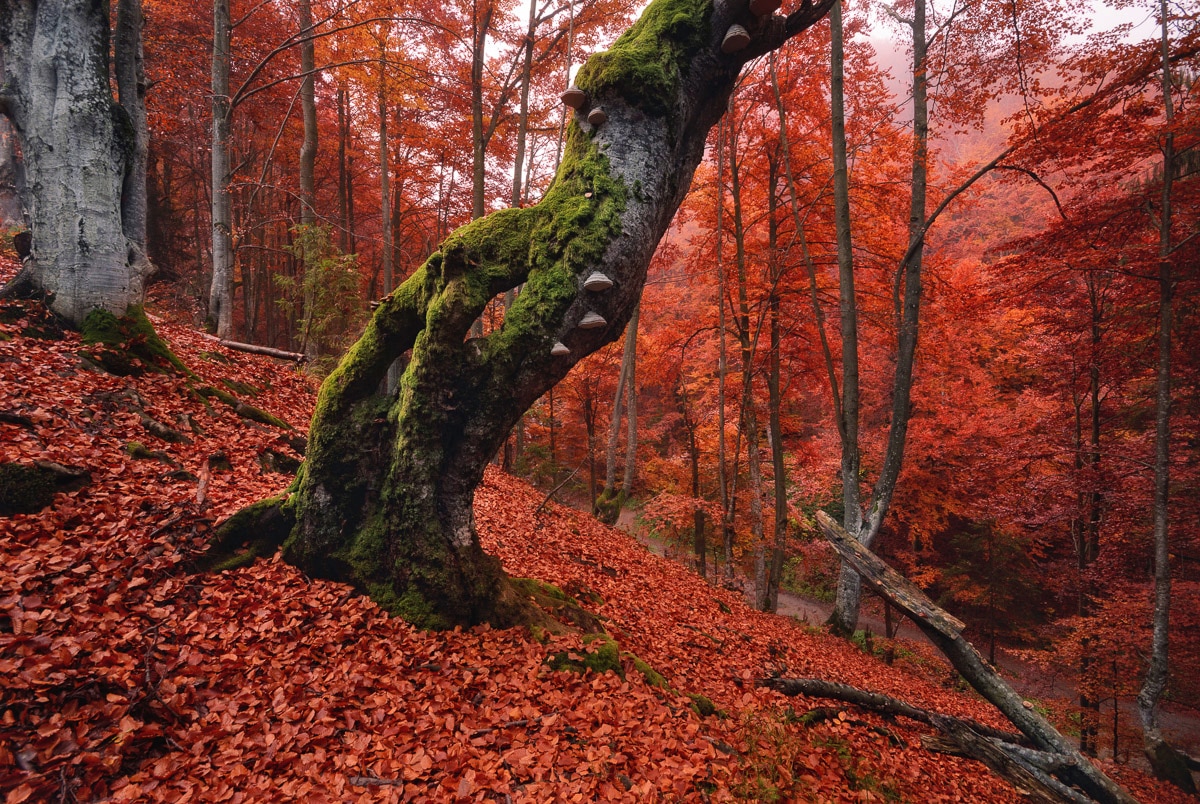 Image of Papermoon Fototapete "Baum in Wald"